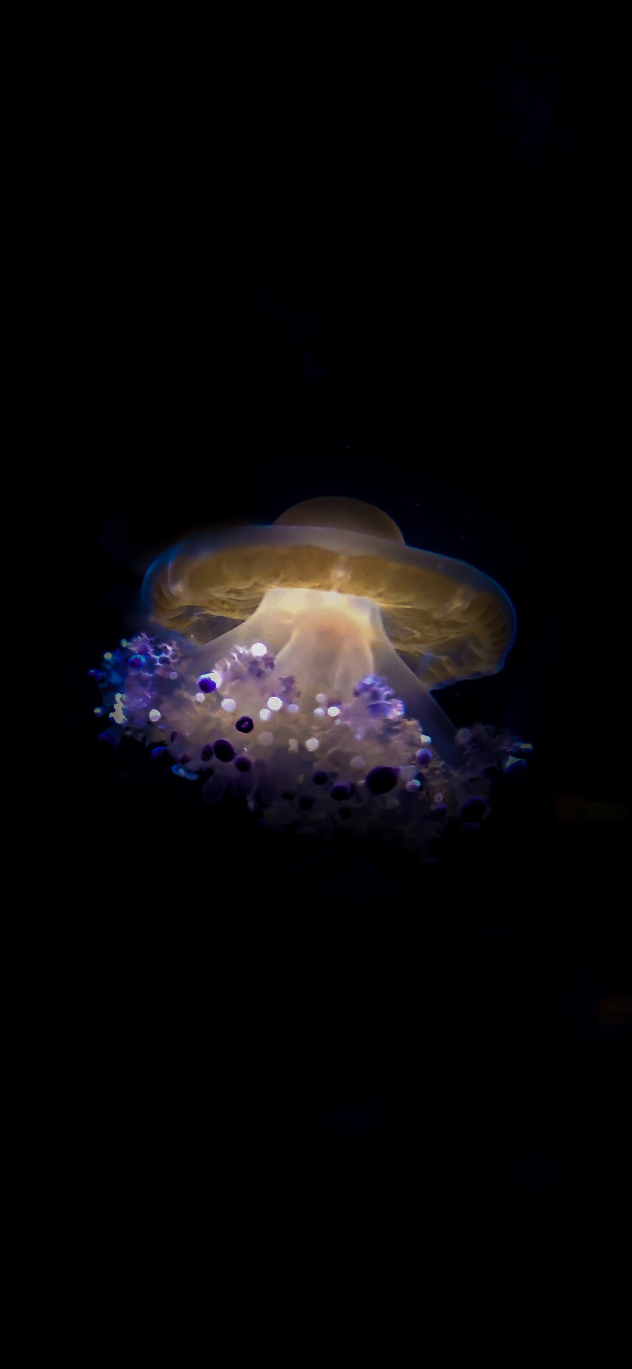 iPhone jellyfish wallpaper, High-quality images, Free download, Wallpaper bliss, 1250x2690 HD Phone