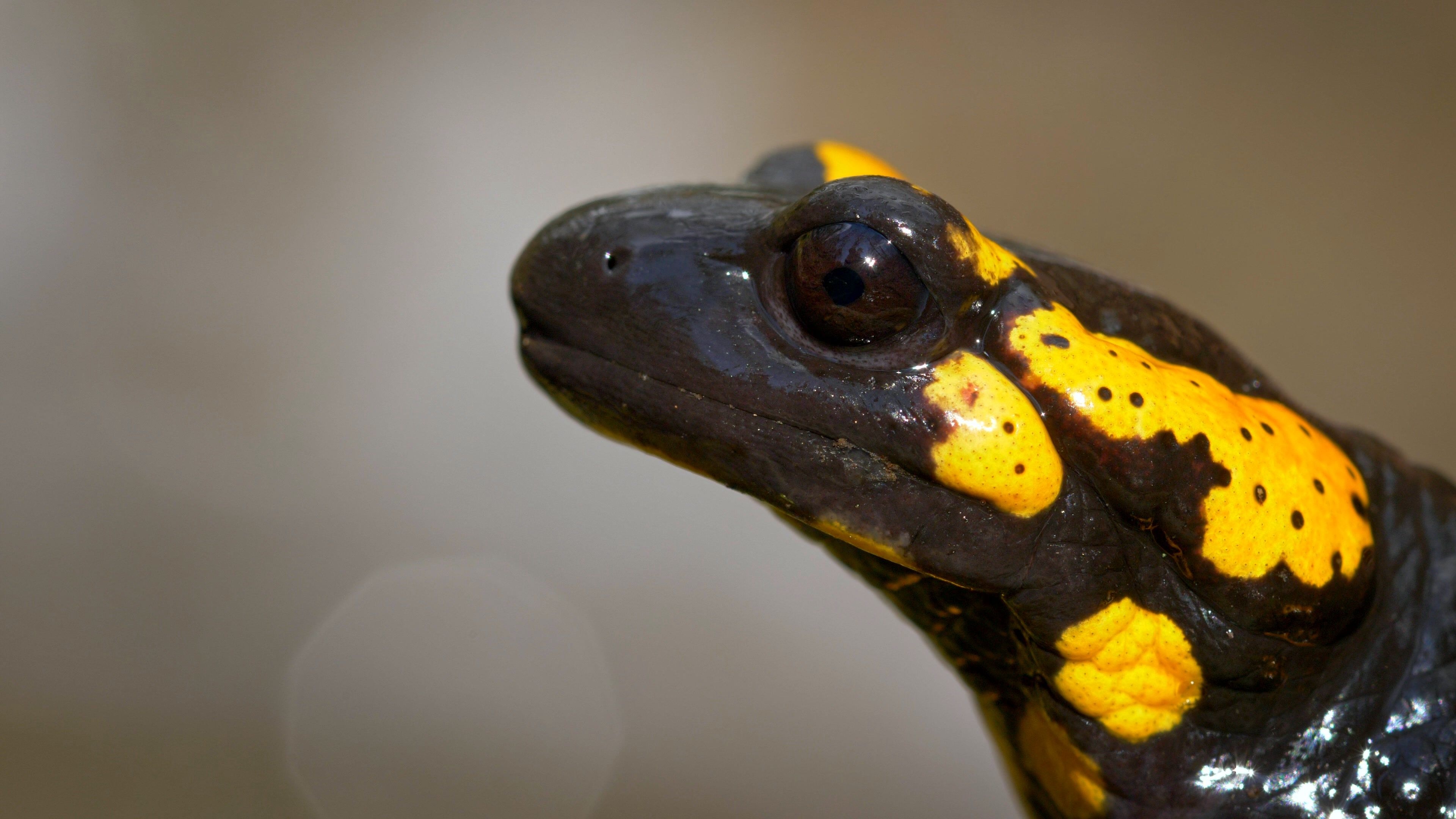Reflections and thoughts, Pondering nature's wonder, Soulful connection with wildlife, Salamander imagery, 3840x2160 4K Desktop