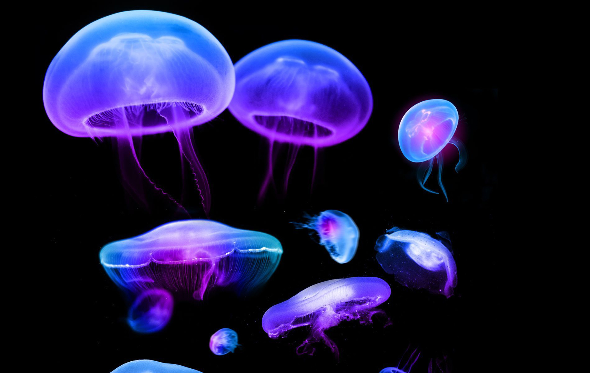 Free download jellyfish wallpapers, Oceanic wonders, Underwater delights, Jellyfish beauty, 1920x1220 HD Desktop