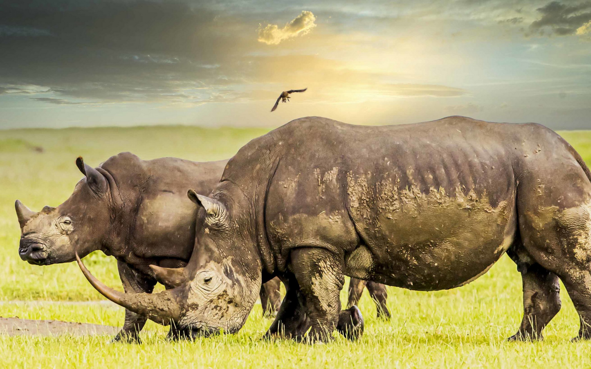 Rhinos, Wildlife photography, African treasure, Evening beauty, 1920x1200 HD Desktop