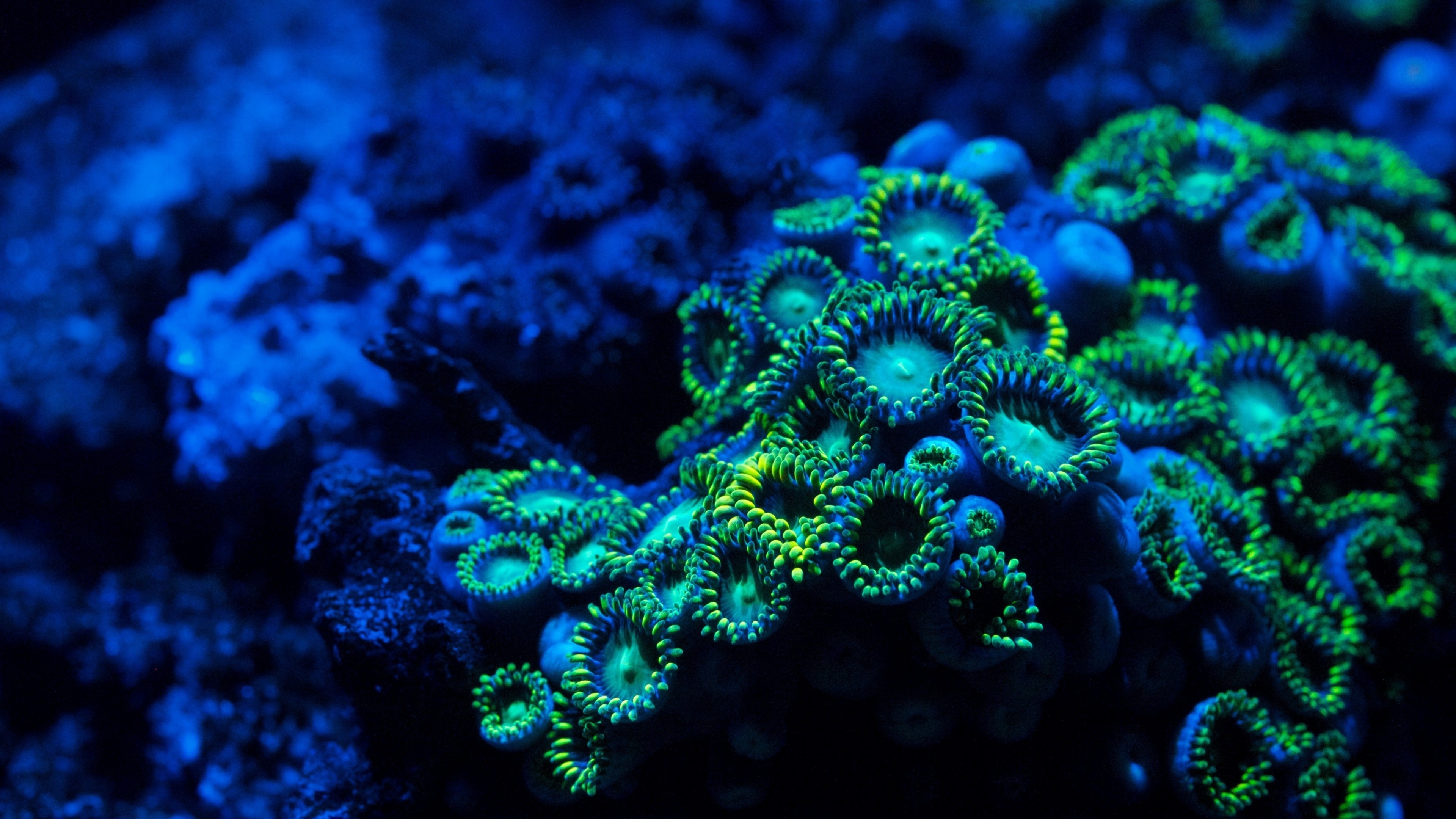 Sea Sponge: Coral, Zoanthids, Underwater, Nature, The members of the phylum Porifera. 3840x2160 4K Background.