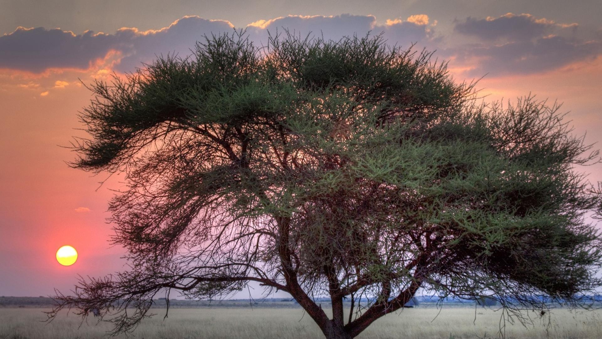Botswana landscapes, Majestic wildlife, Striking visuals, Enchanting beauty, 1920x1080 Full HD Desktop