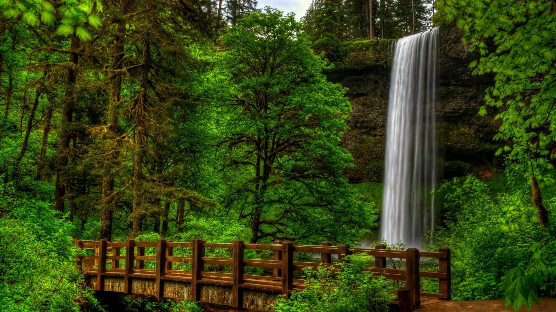 Green Forest: Waterfall, Some woodlands are composed entirely of coniferous species. 1920x1080 Full HD Background.