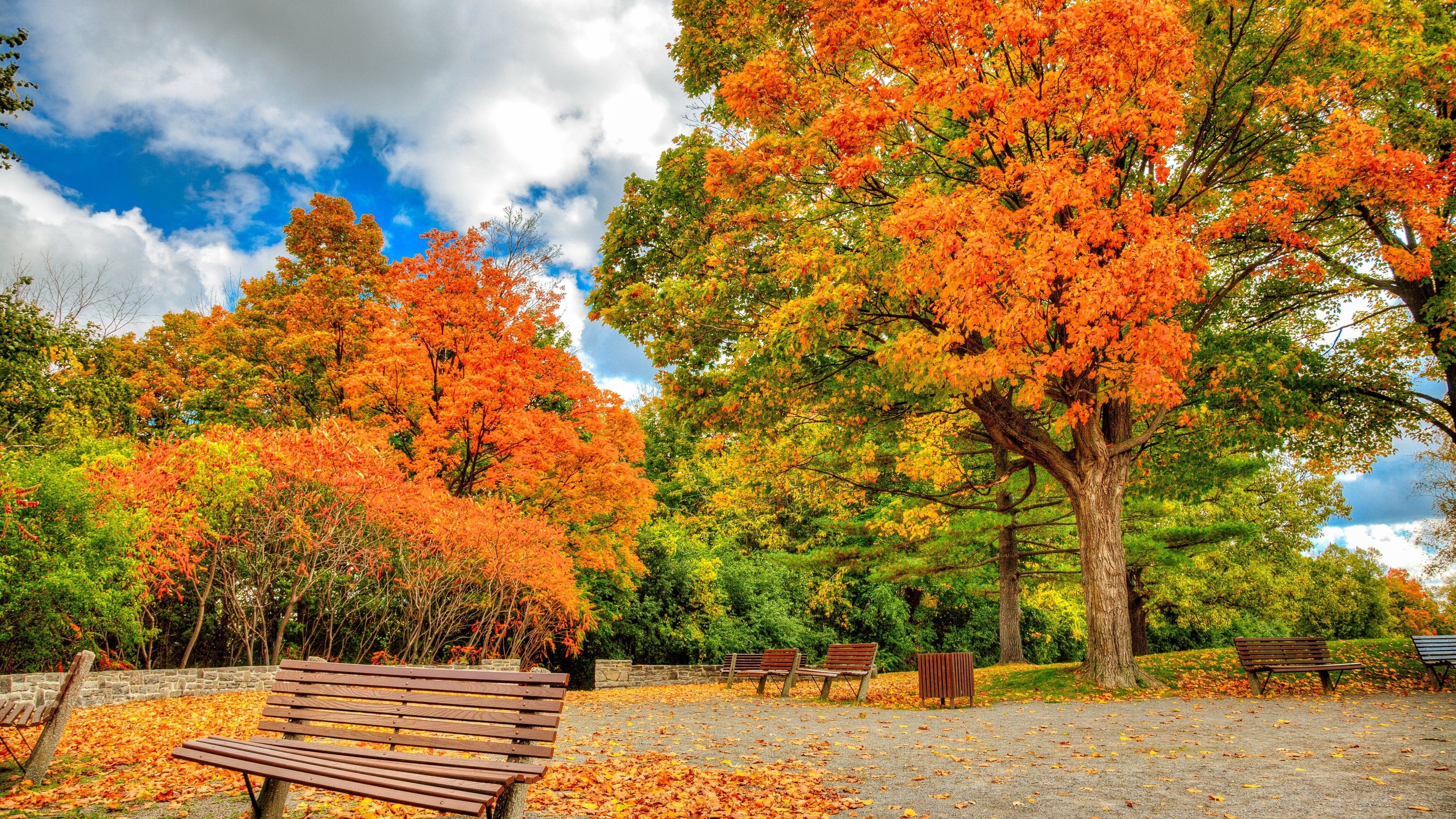 Leaf summer landscape, Maple tree, Nature, Wallpaper, 3840x2160 4K Desktop