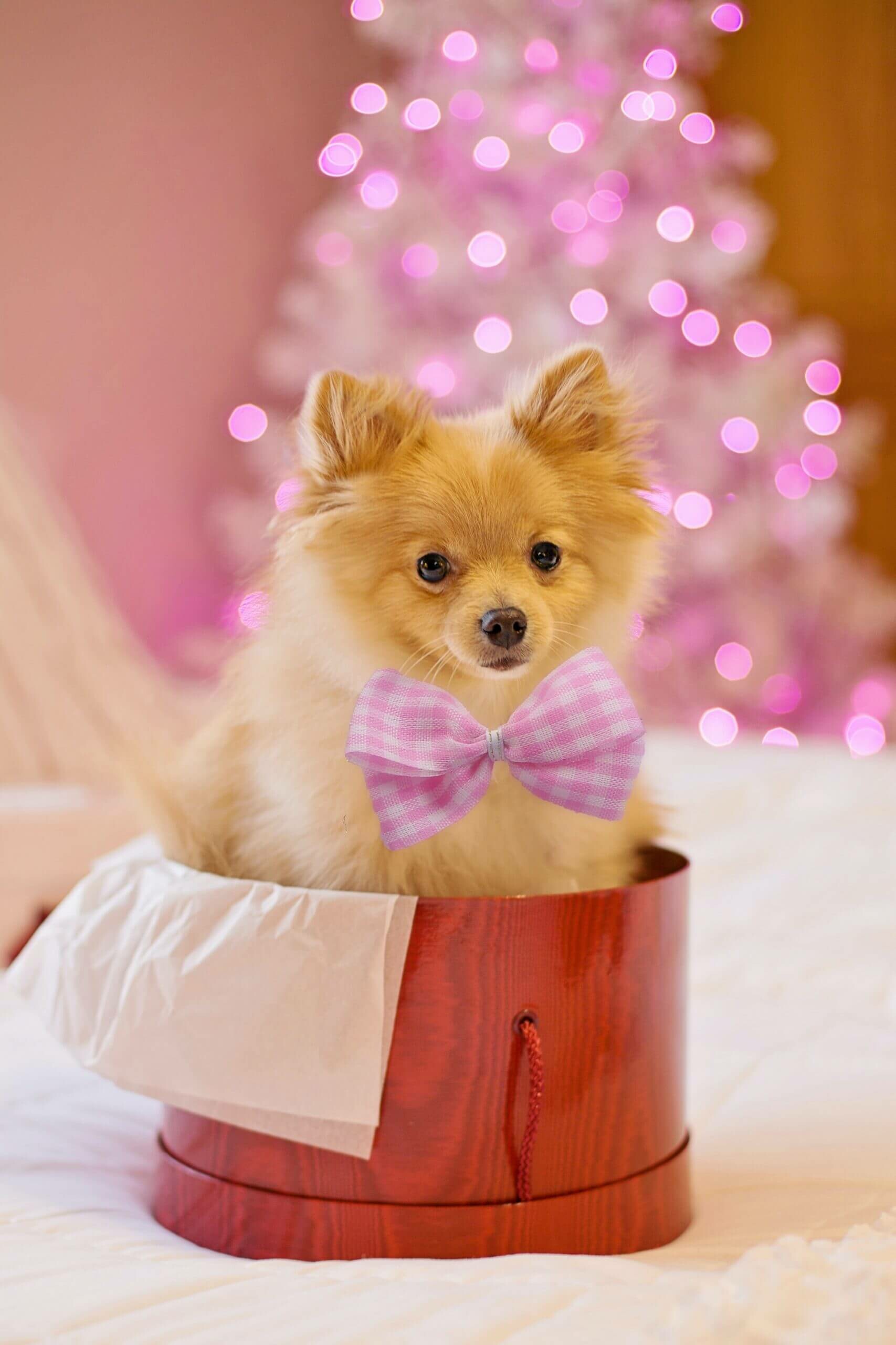Pomeranian: Family pet, The breed has ranked among the top fifty most popular breeds in the United States. 1710x2560 HD Wallpaper.