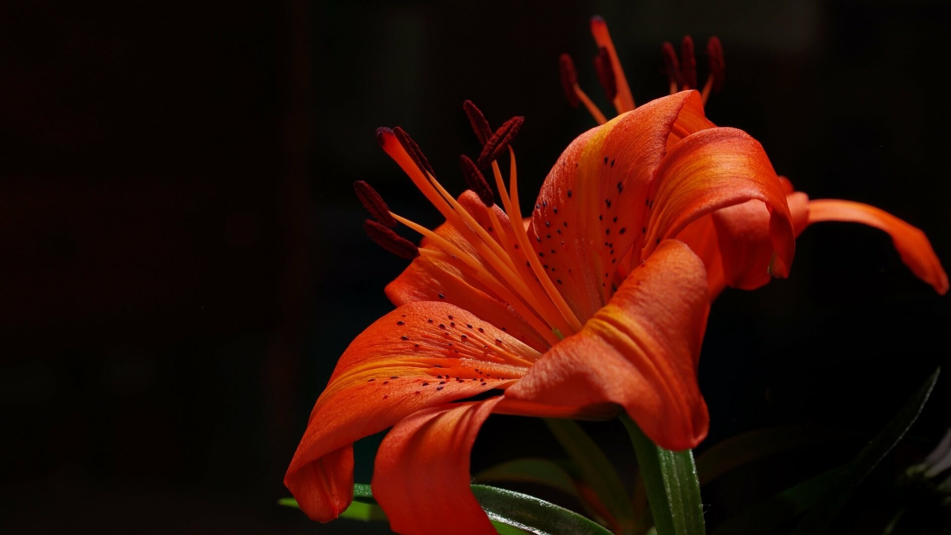 Lily: Lilies come in a range of bright, beautiful colors. 1920x1080 Full HD Background.