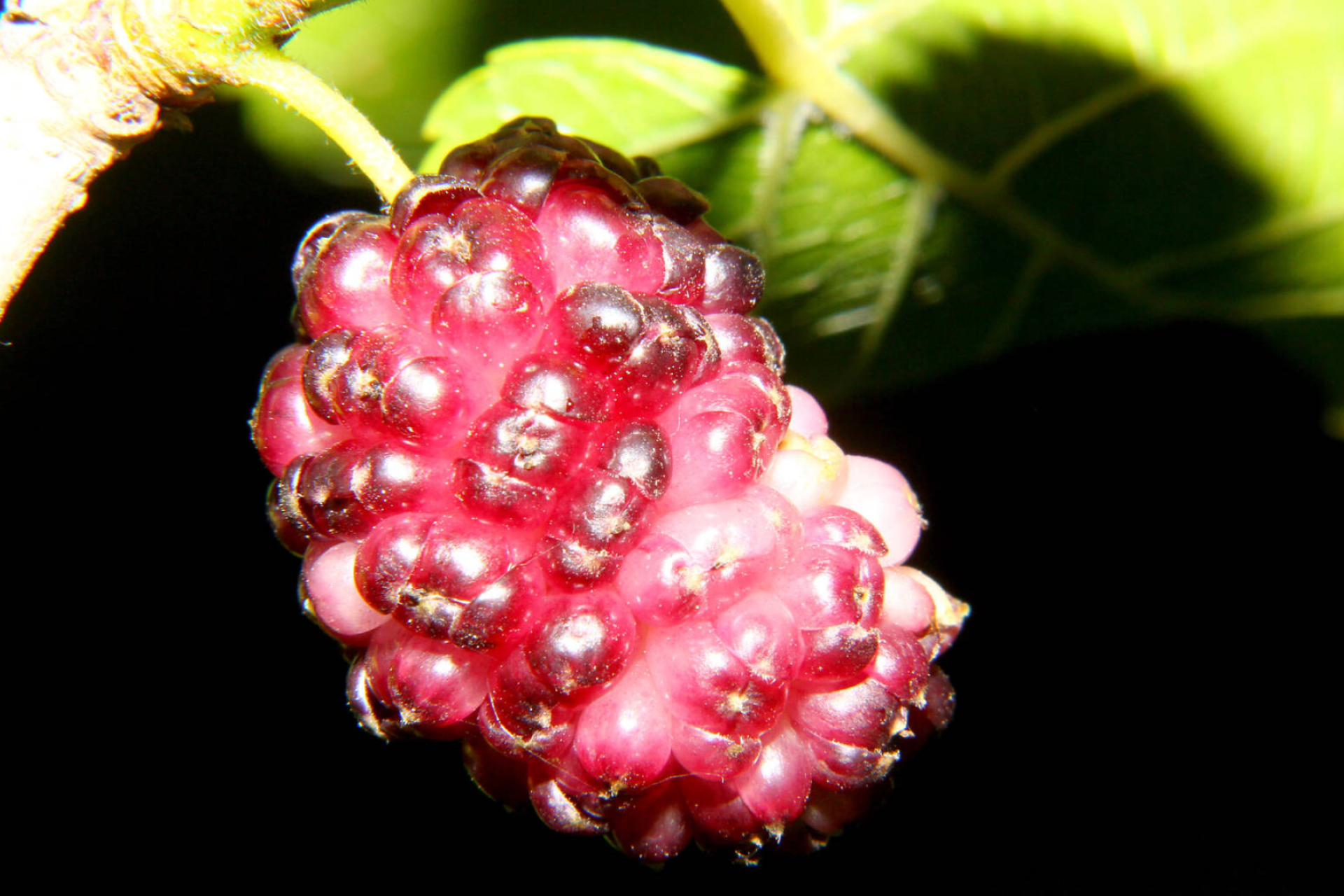 Berries image, Mulberry fruit, Fresh and juicy, Creative commons license, 1920x1280 HD Desktop