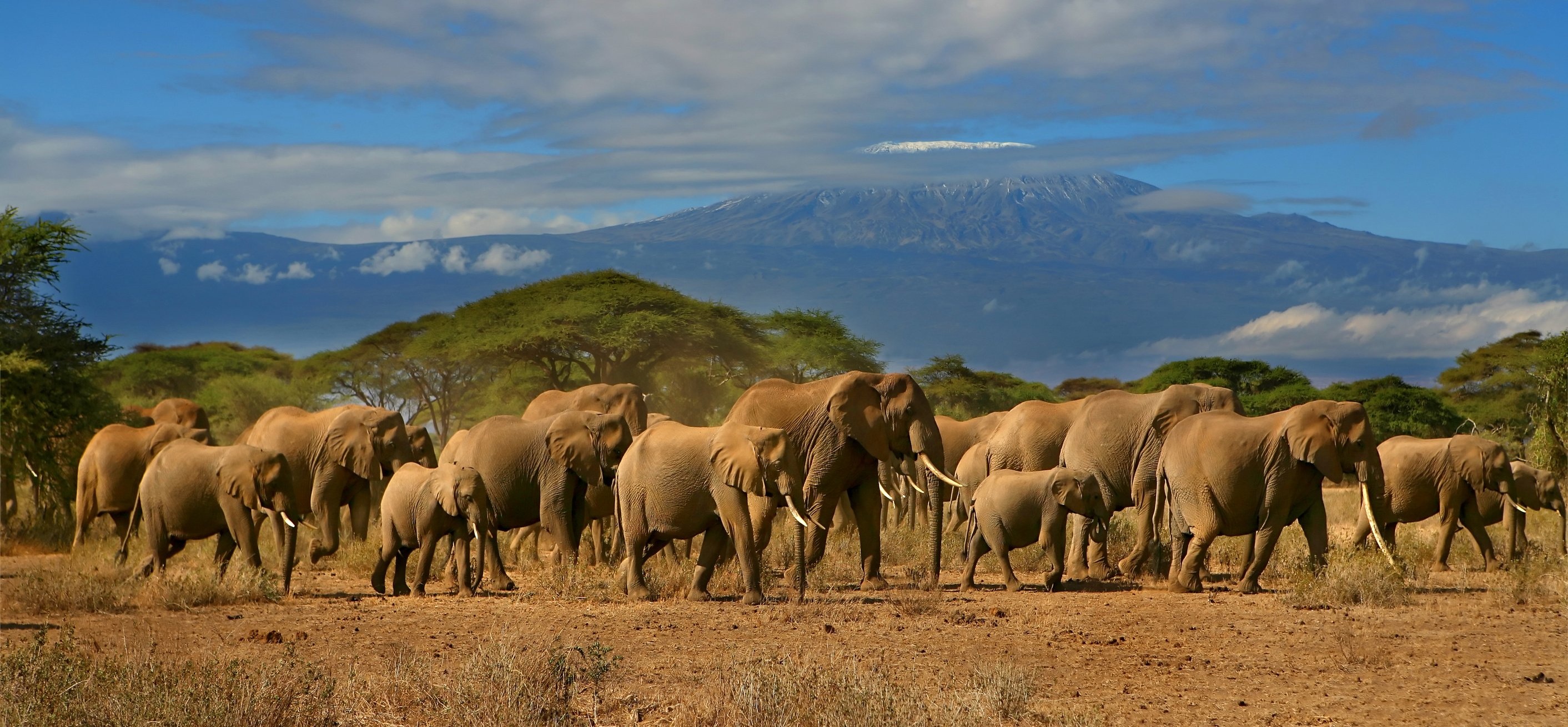 Kilimanjaro, Travels, Animal dual screen, Nature photography, 2830x1310 Dual Screen Desktop