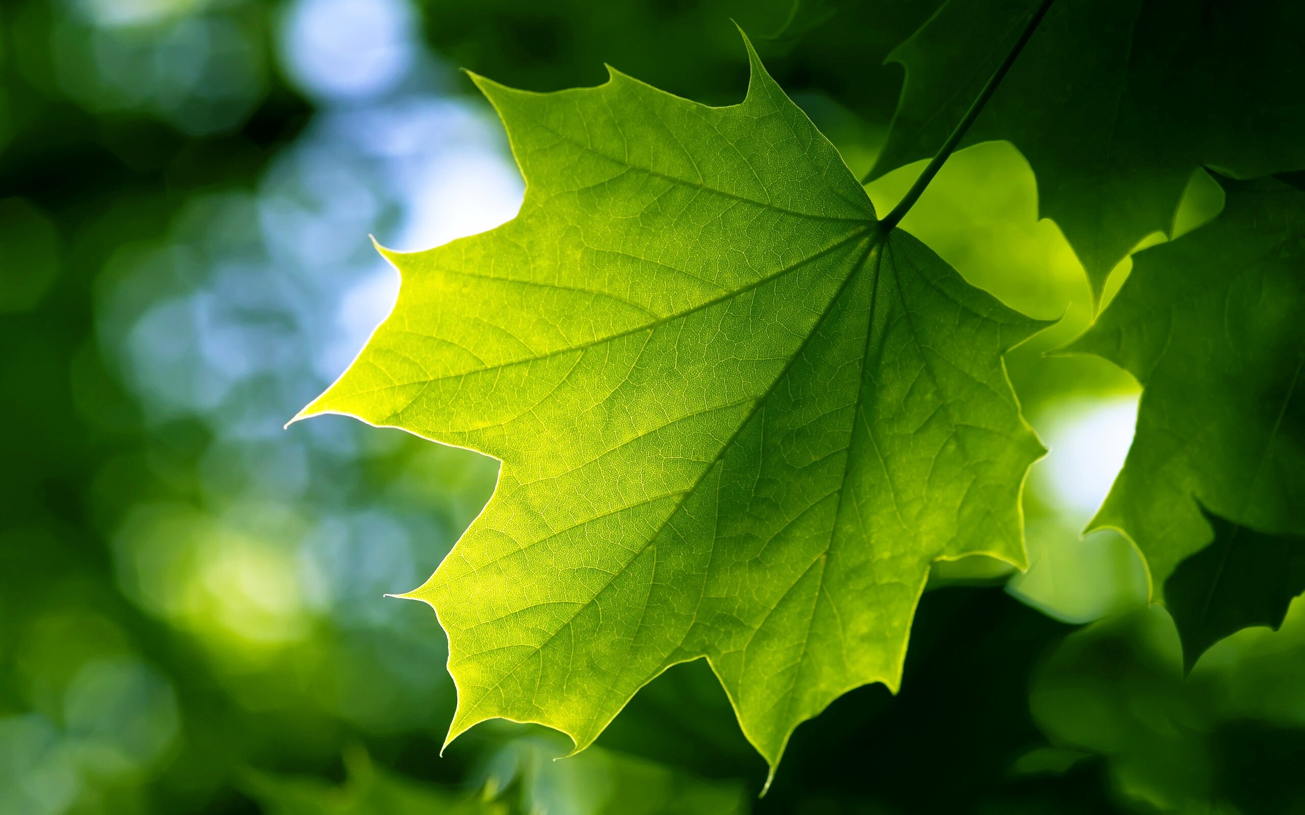 Leaves: Green maple leaf, A structural component of a tree. 2560x1600 HD Background.