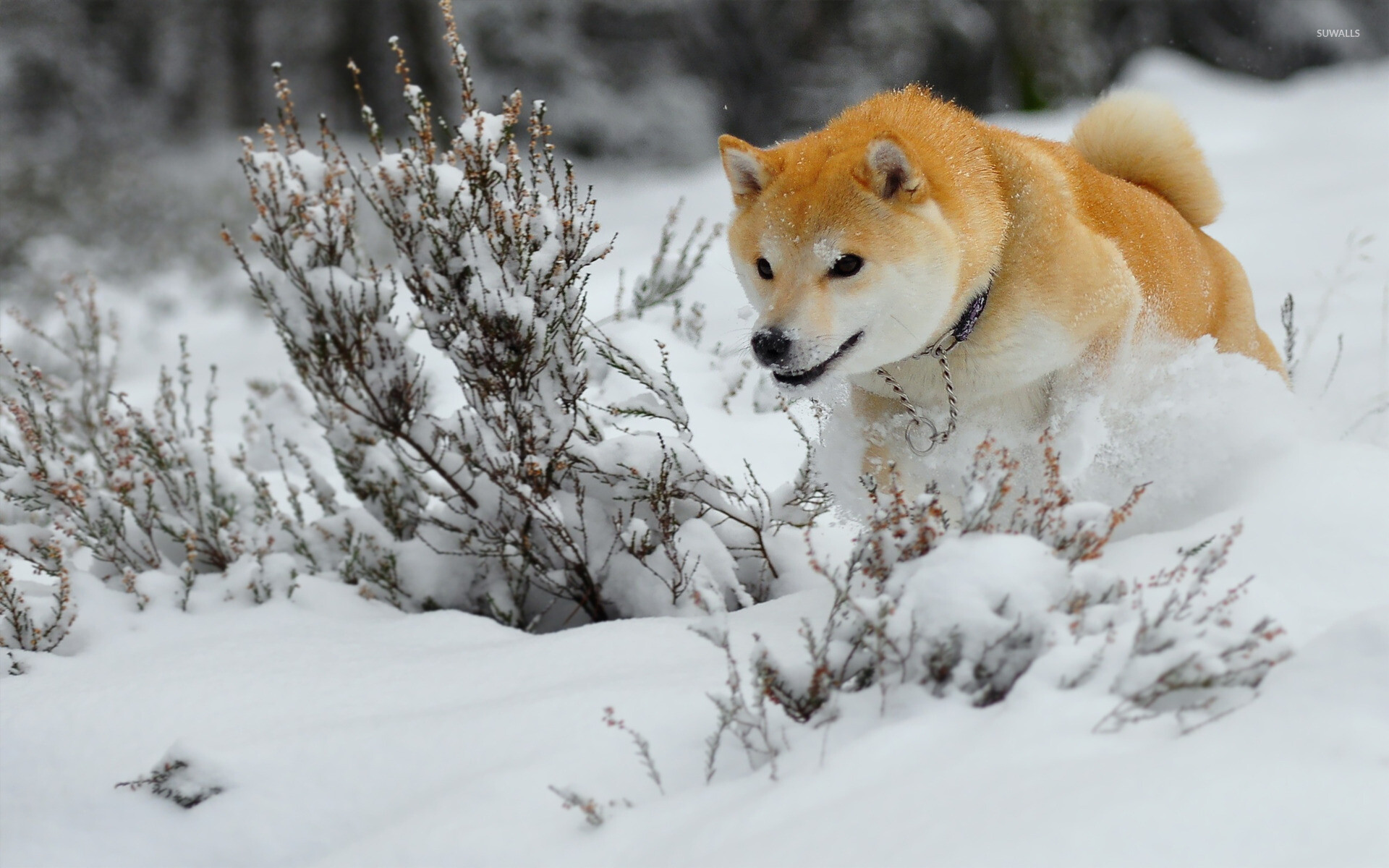 Shiba Inu: The breed was recognized as a Natural Monument of Japan in December 1936. 1920x1200 HD Background.