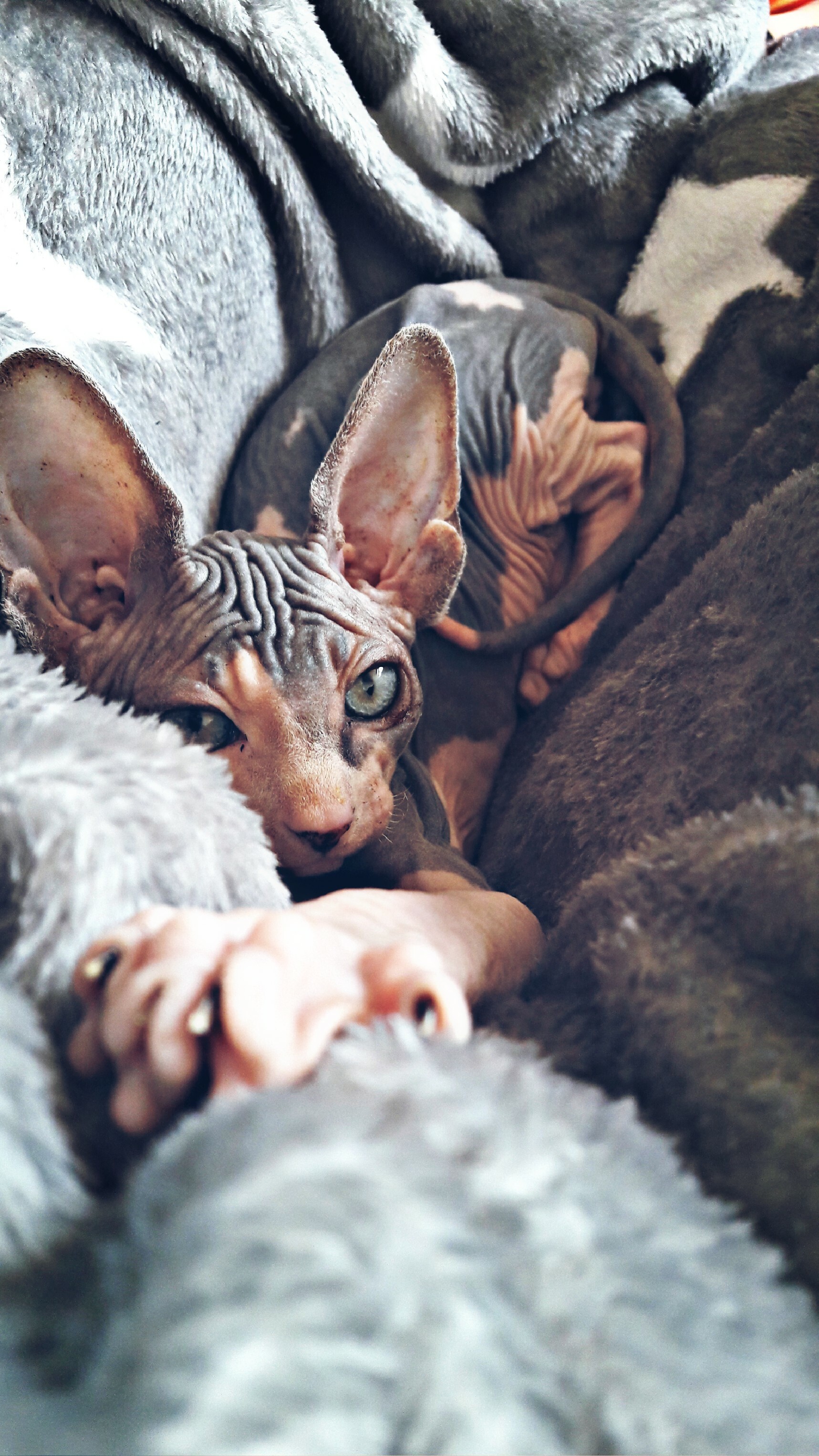 Sphynx: The cats have a narrow, long head and webbed feet, Domestic animal. 1720x3060 HD Background.