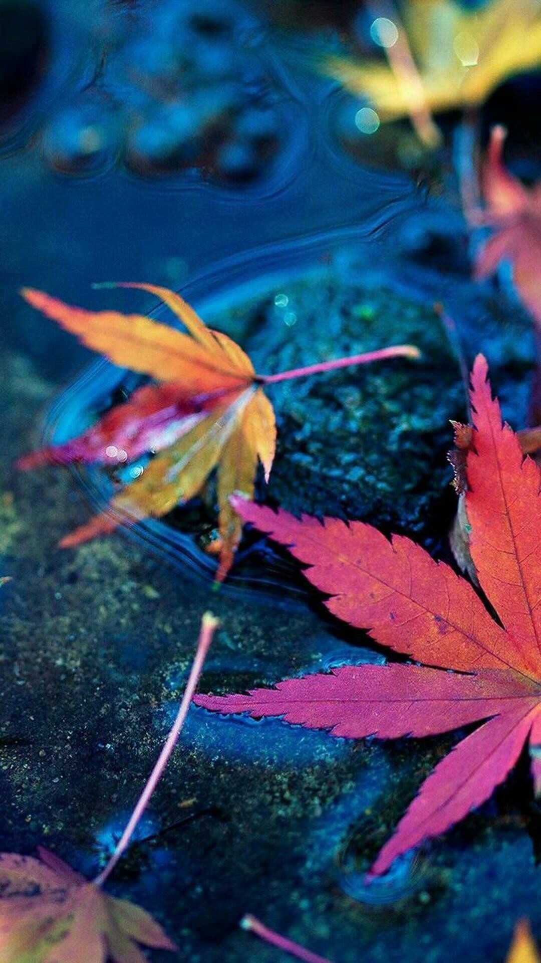 Leaves: Colorful autumn foliage, Leaf senescence. 1080x1920 Full HD Background.