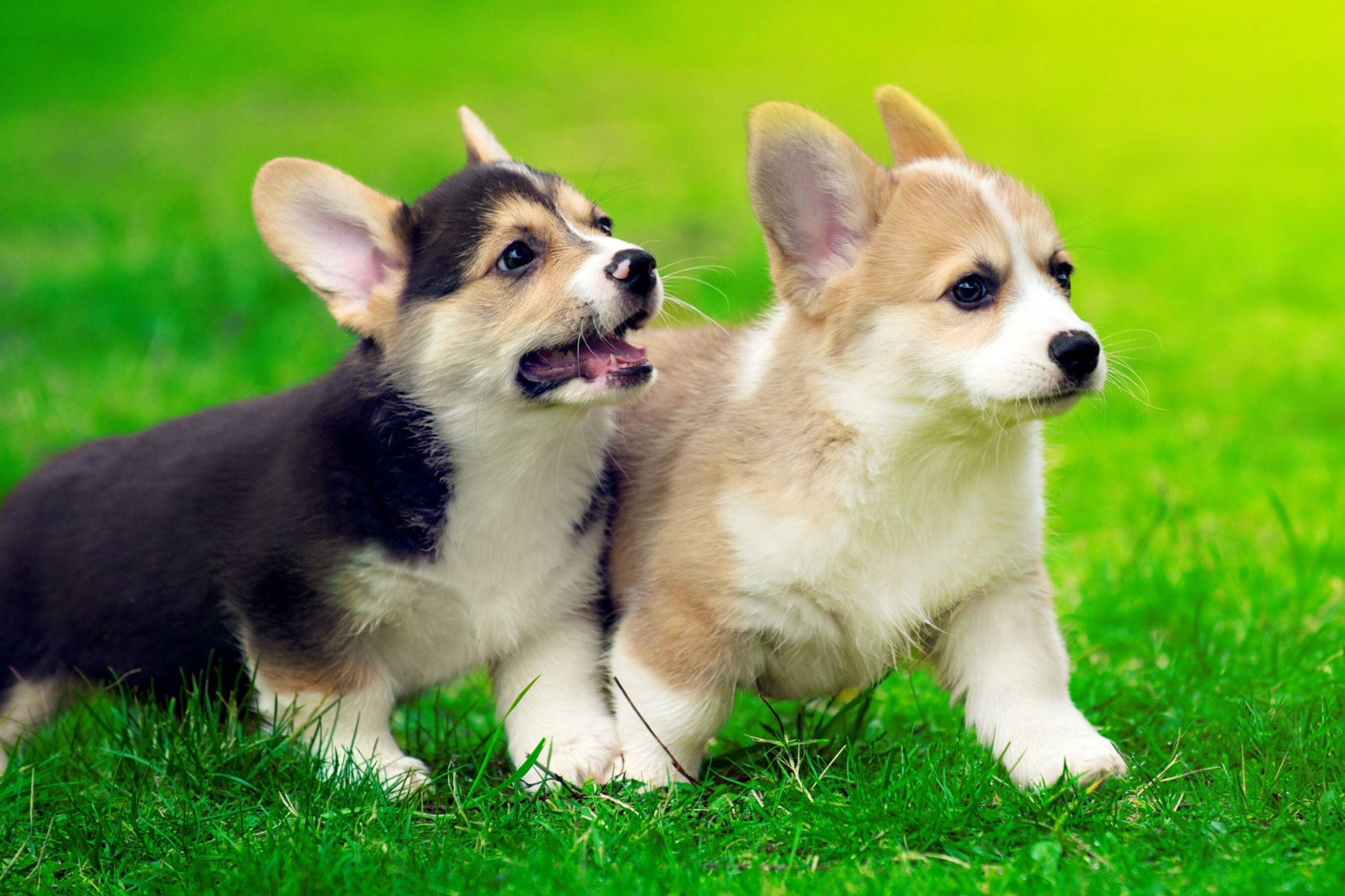 Corgi: Two separate breeds are recognized: the Pembroke Welsh and the Cardigan Welsh. 3000x2000 HD Background.