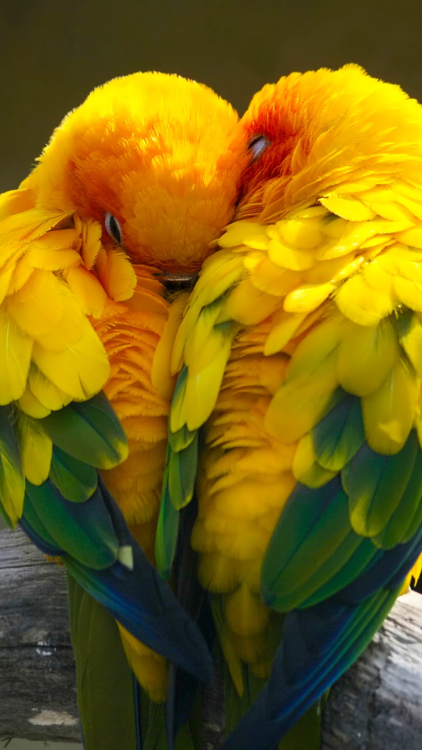 Lovebirds, Birds love, Colorful yellow, 4K wallpaper, 1440x2560 HD Phone