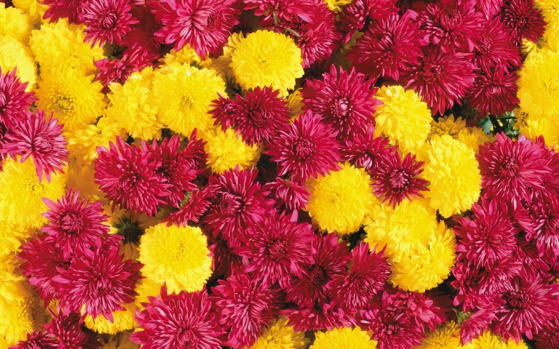 Chrysanthemum: They come in lots of colours and shades, from pink, purple, and red, to orange, yellow and white, Chrysanths. 1920x1200 HD Background.