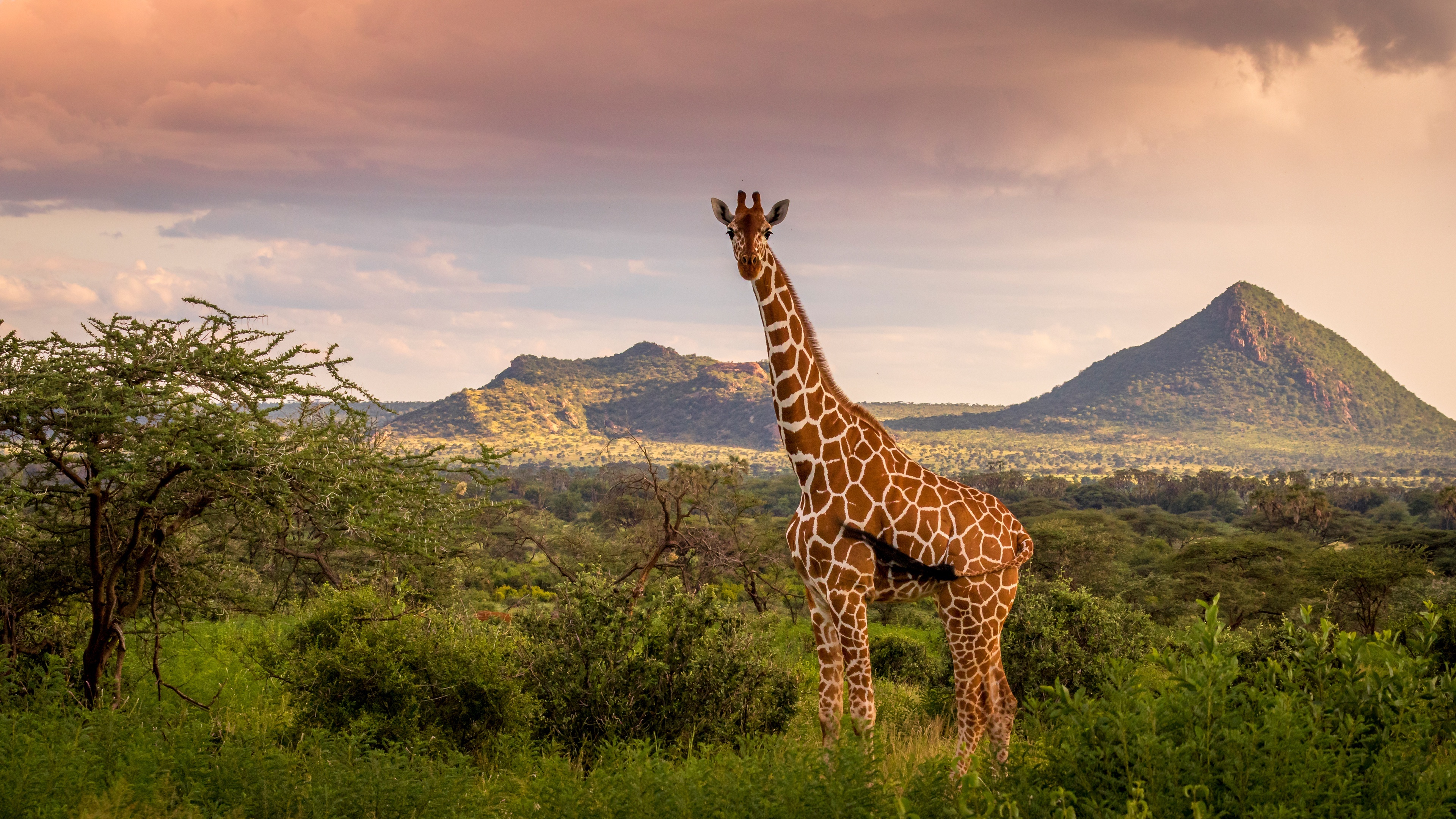 Giraffe: Wildlife, Giraffidae, Natural environment. 3840x2160 4K Wallpaper.