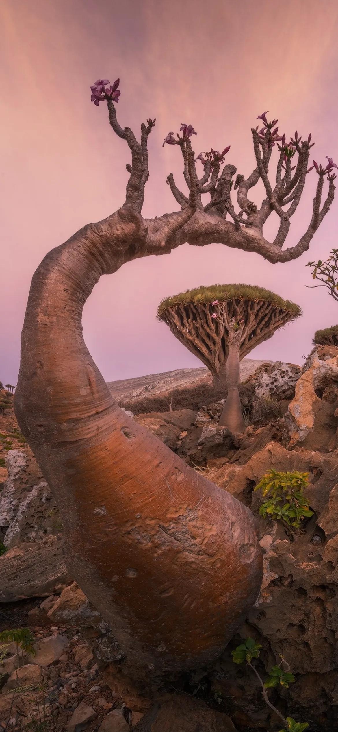 Dragon Blood Tree, Socotra Island, Yemen, Unique flora, 1170x2540 HD Phone