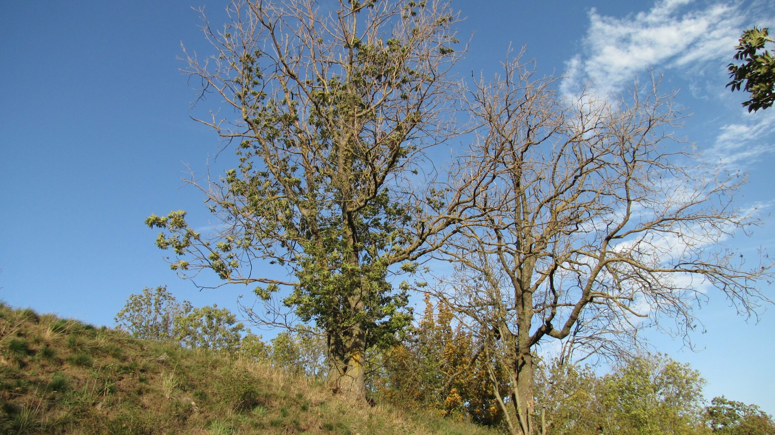 Burgruine Gleichen, Baum arbeiten, Cottonwood trees, German landscape, 2560x1440 HD Desktop