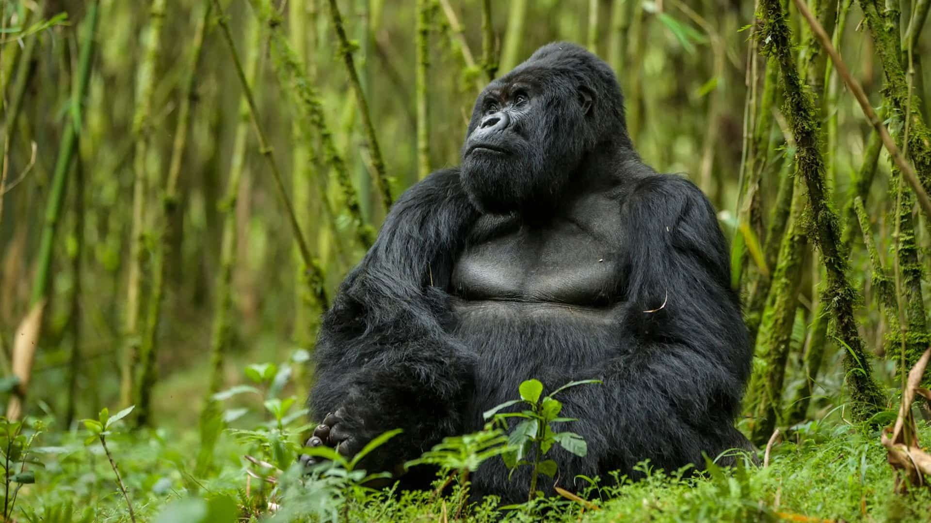 Rwanda travels, Gorilla trekking, African safaris, Natural World Safaris, 1920x1080 Full HD Desktop