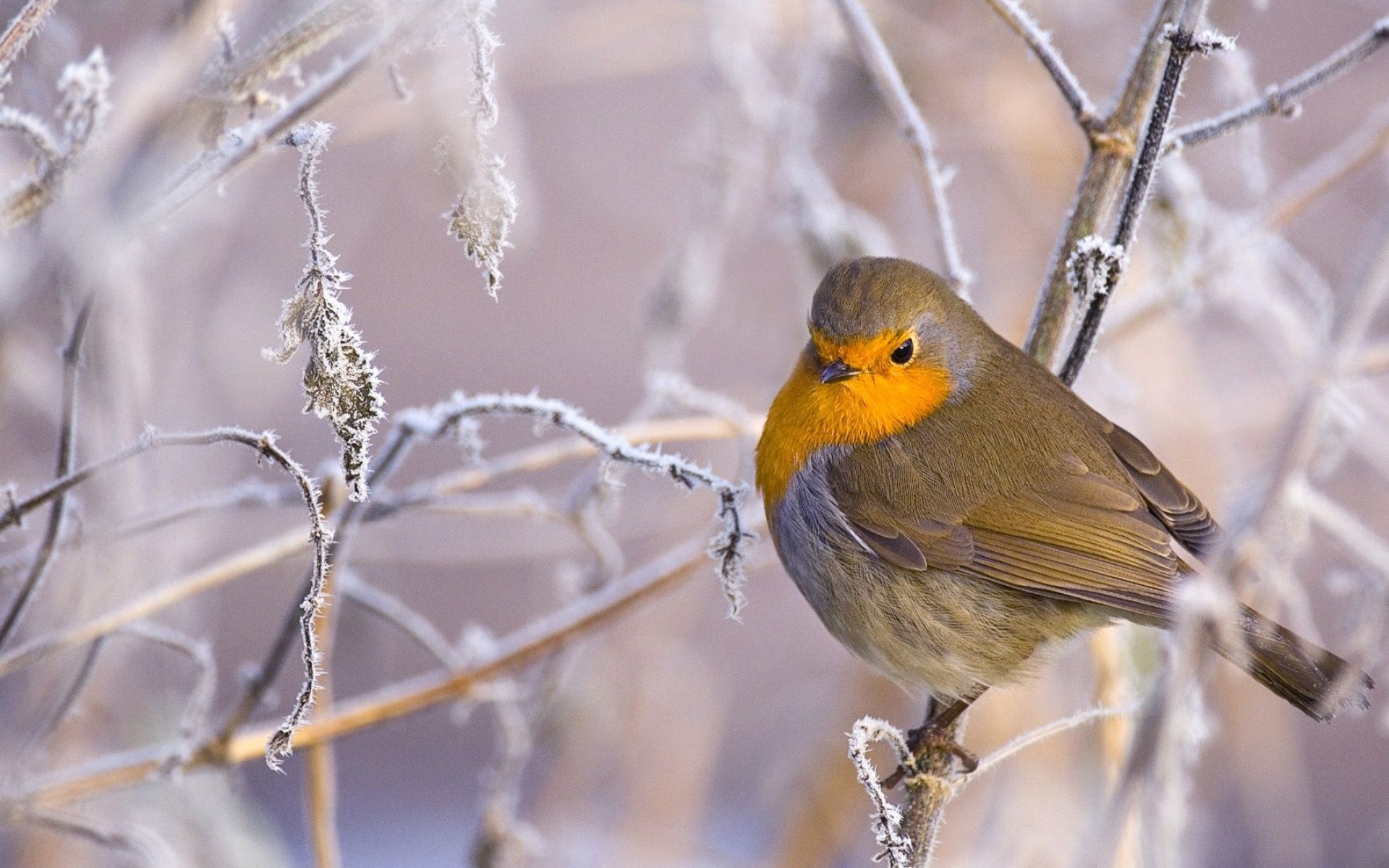 Birds in snow, Winter wonderland, Serene beauty, Feathered wildlife, 1920x1200 HD Desktop