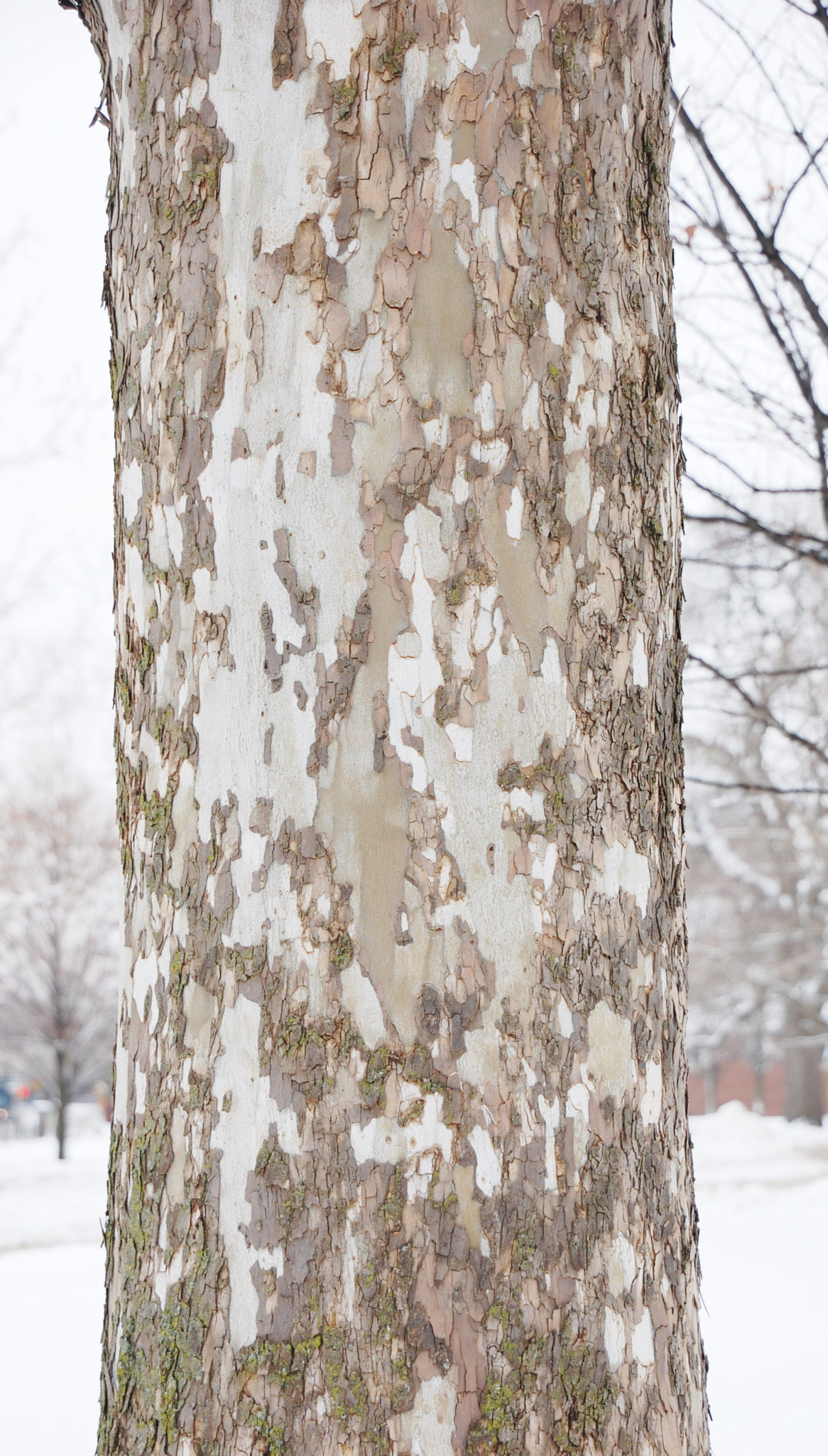 Peeling Sycamore Tree Bark, Purdue Landscape Report, 1170x2050 HD Phone
