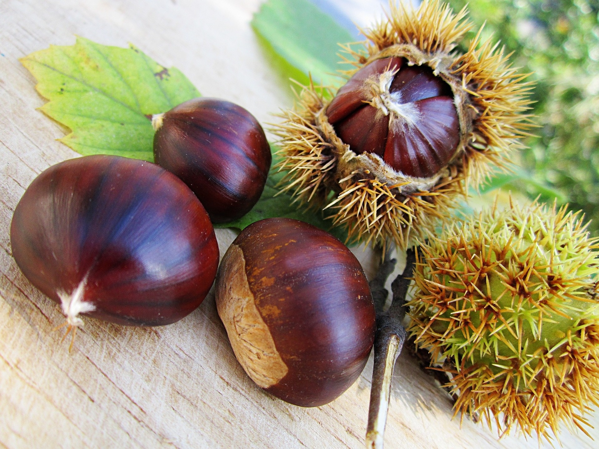 Chestnut tree, Feast of chestnuts, Marrone dop, Chestnut festival, 1920x1440 HD Desktop