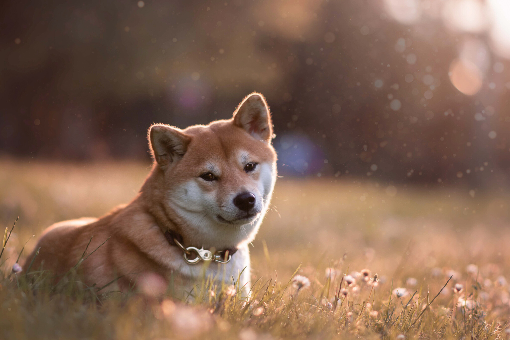 Shiba Inu: When sufficiently provoked or unhappy, the dog will produce a loud, high-pitched scream. 2050x1370 HD Background.