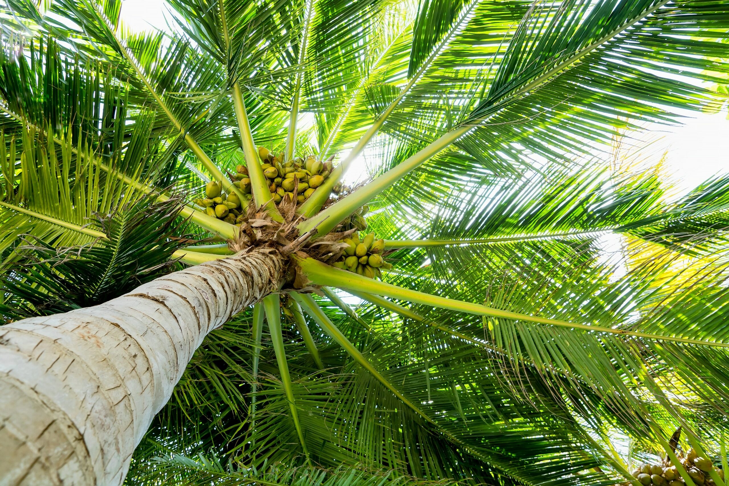 Coconut: Intolerant to cold and prefer copious precipitation and full sunlight. 2560x1710 HD Background.