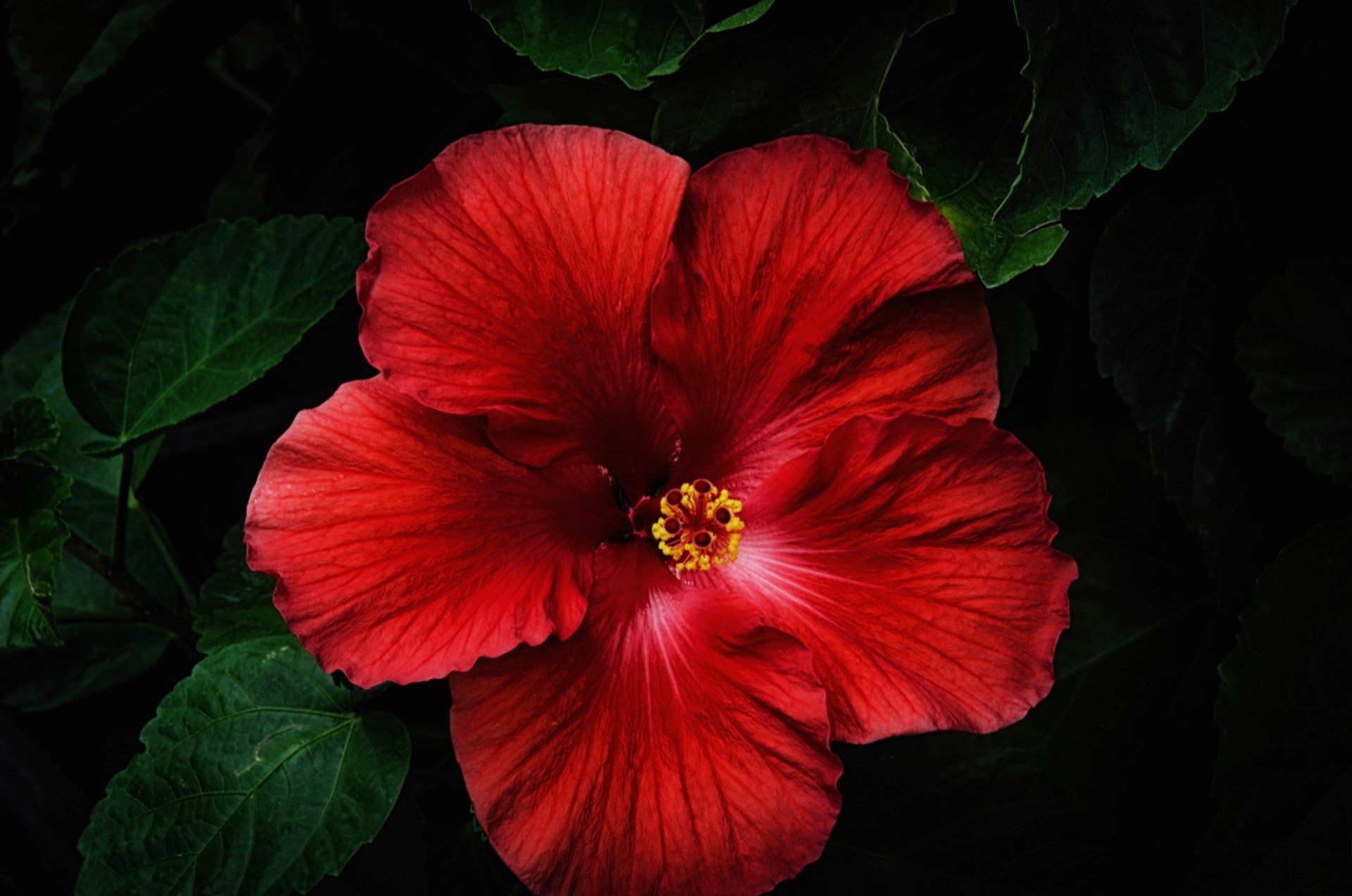 4k Ultra HD hibiscus wallpapers, Background images, Floral beauty, Serene nature, 1920x1280 HD Desktop