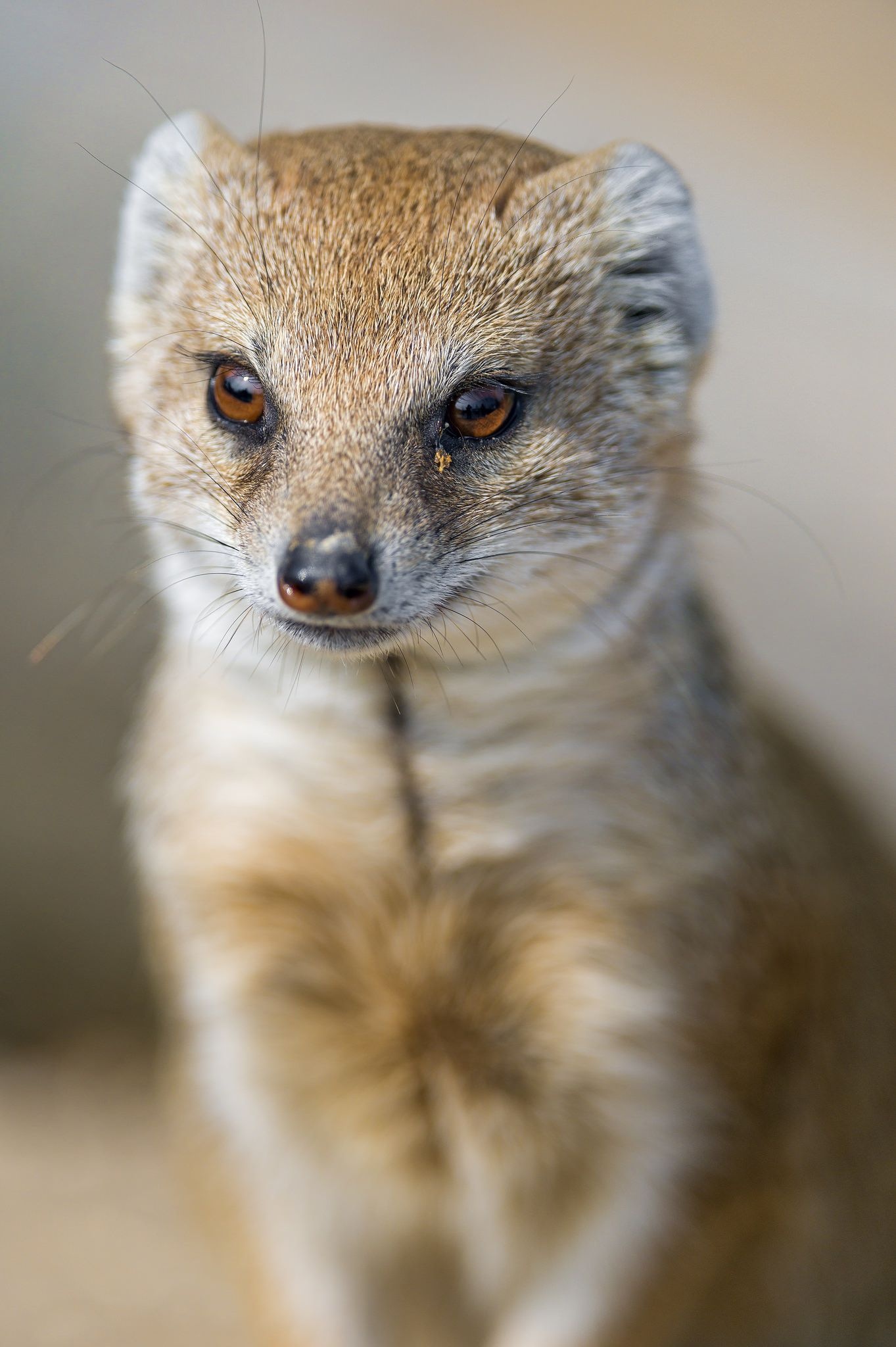 Mongoose, Portrait photography, Adorable baby animal, Lasting impression, 1370x2050 HD Phone