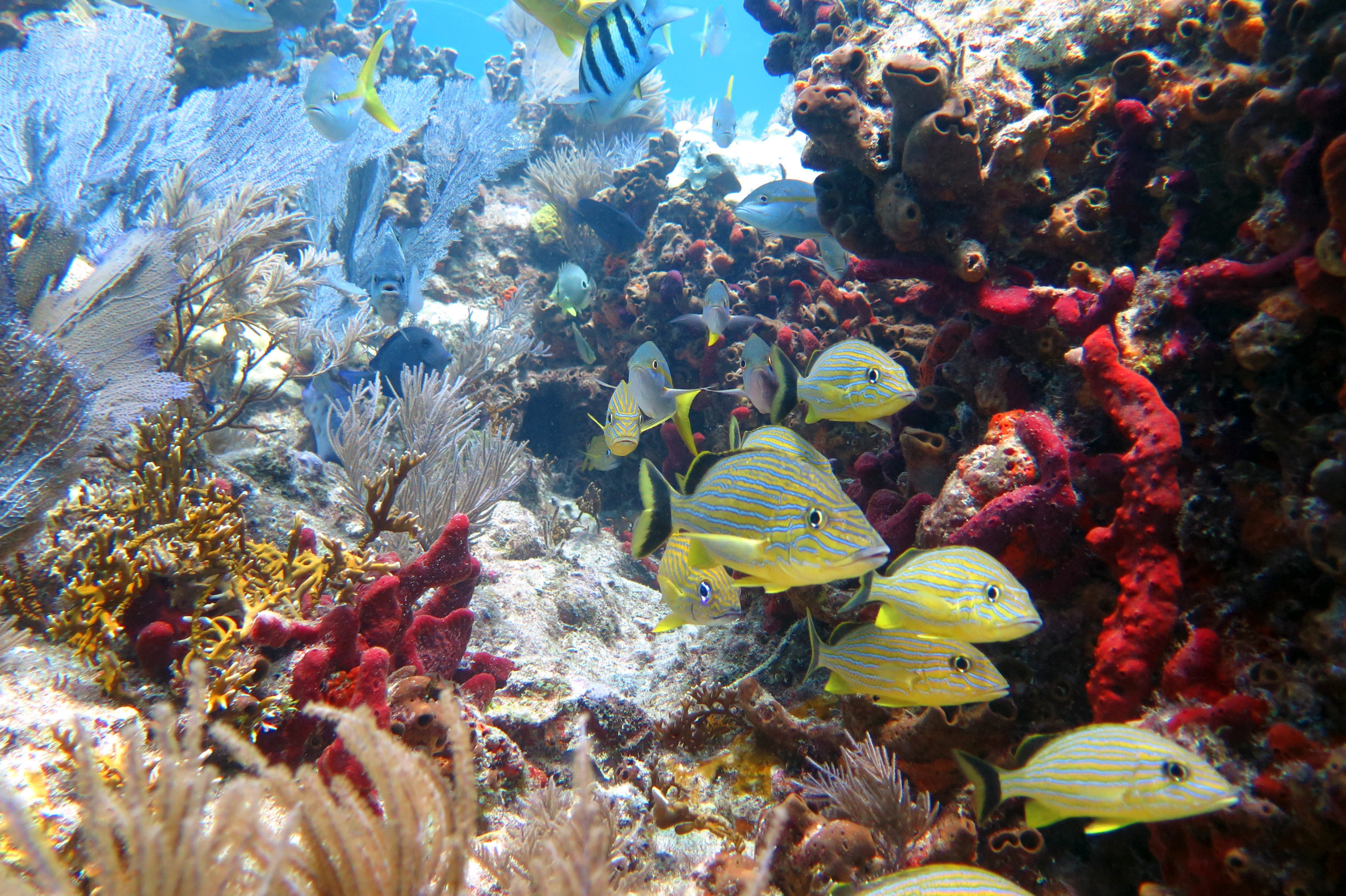 Coral reefs 101, National marine sanctuary, Foundation's mission, Protecting coral reefs, 2560x1710 HD Desktop