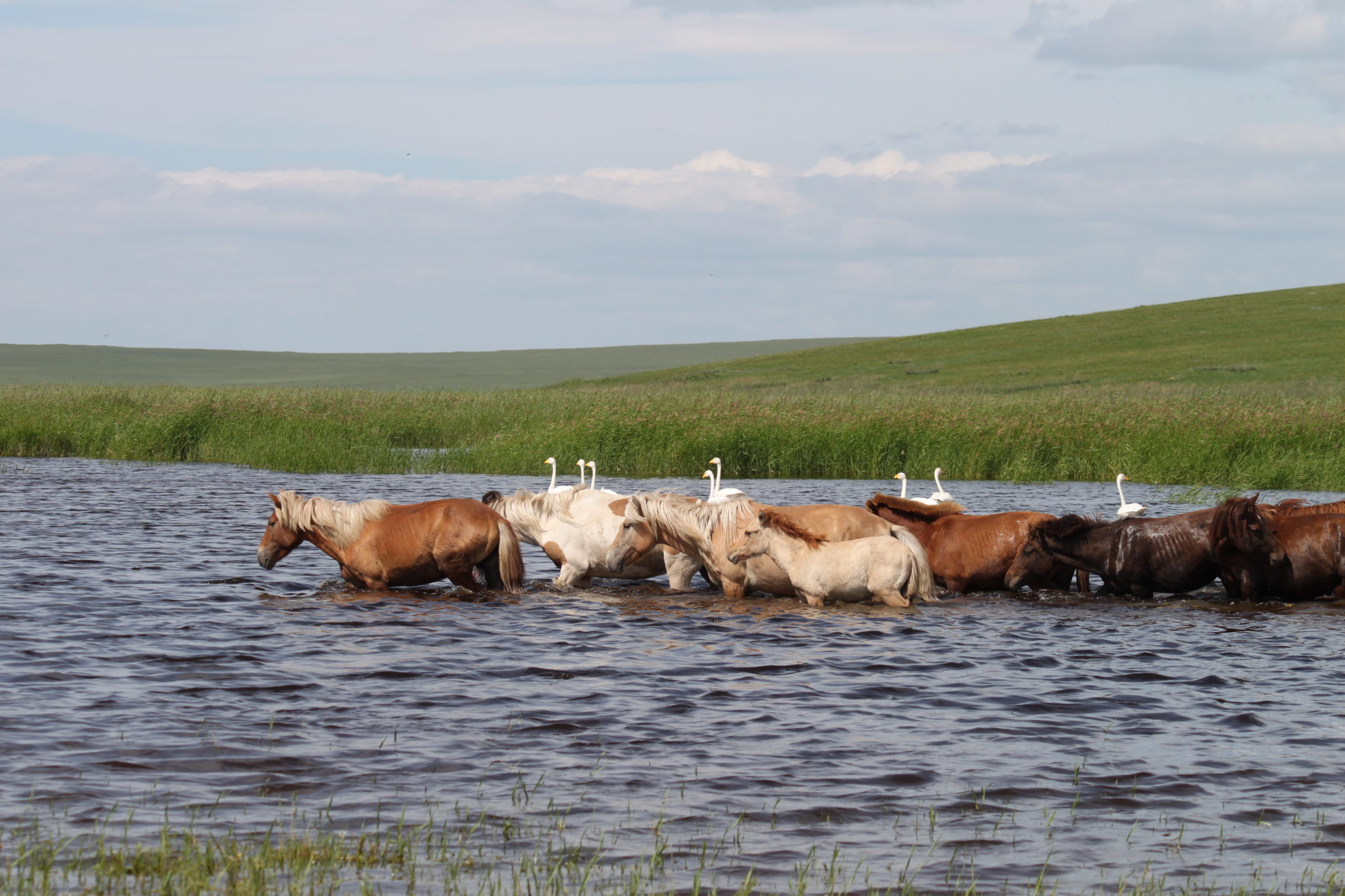 Mongolia, Landscapes of Dauria, Wetland refuge, Russia-Mongolia border, 2560x1710 HD Desktop