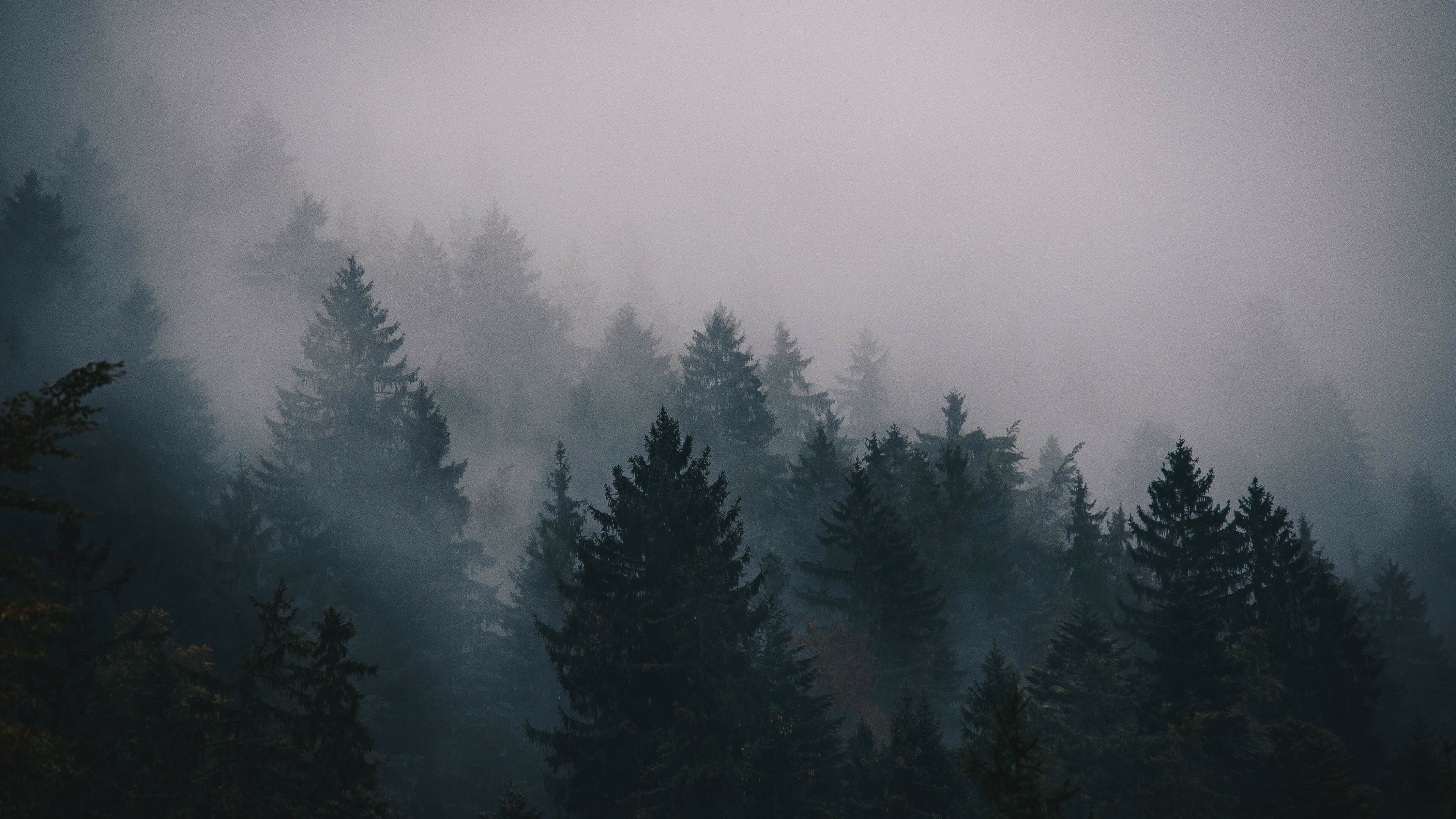 Foggy forest scenery, Serene misty ambiance, Nature's cloak, Enigmatic tranquility, 3840x2160 4K Desktop