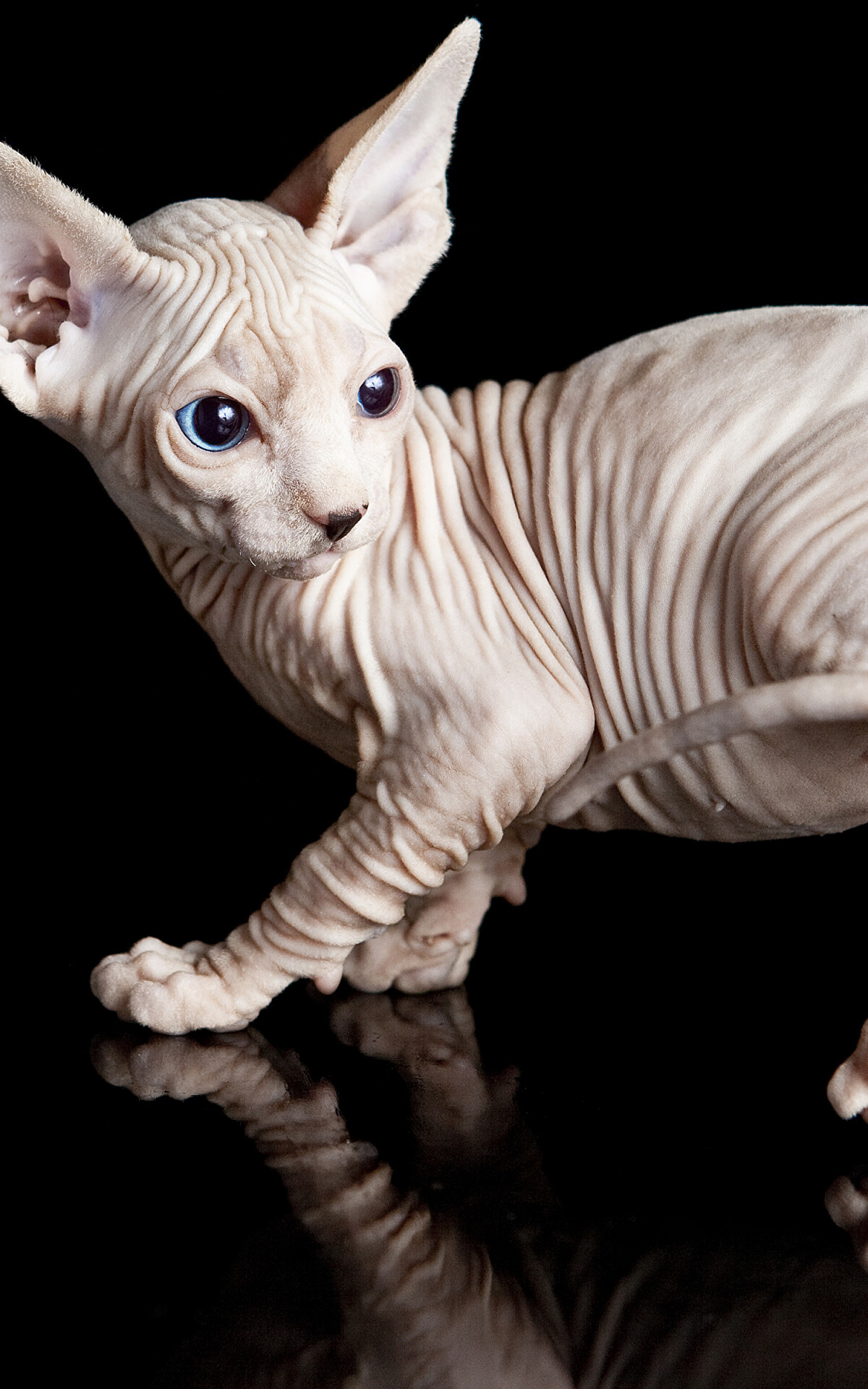 Sphynx: The breed is medium-sized but nicely muscled, Terrestrial animal. 1200x1920 HD Background.