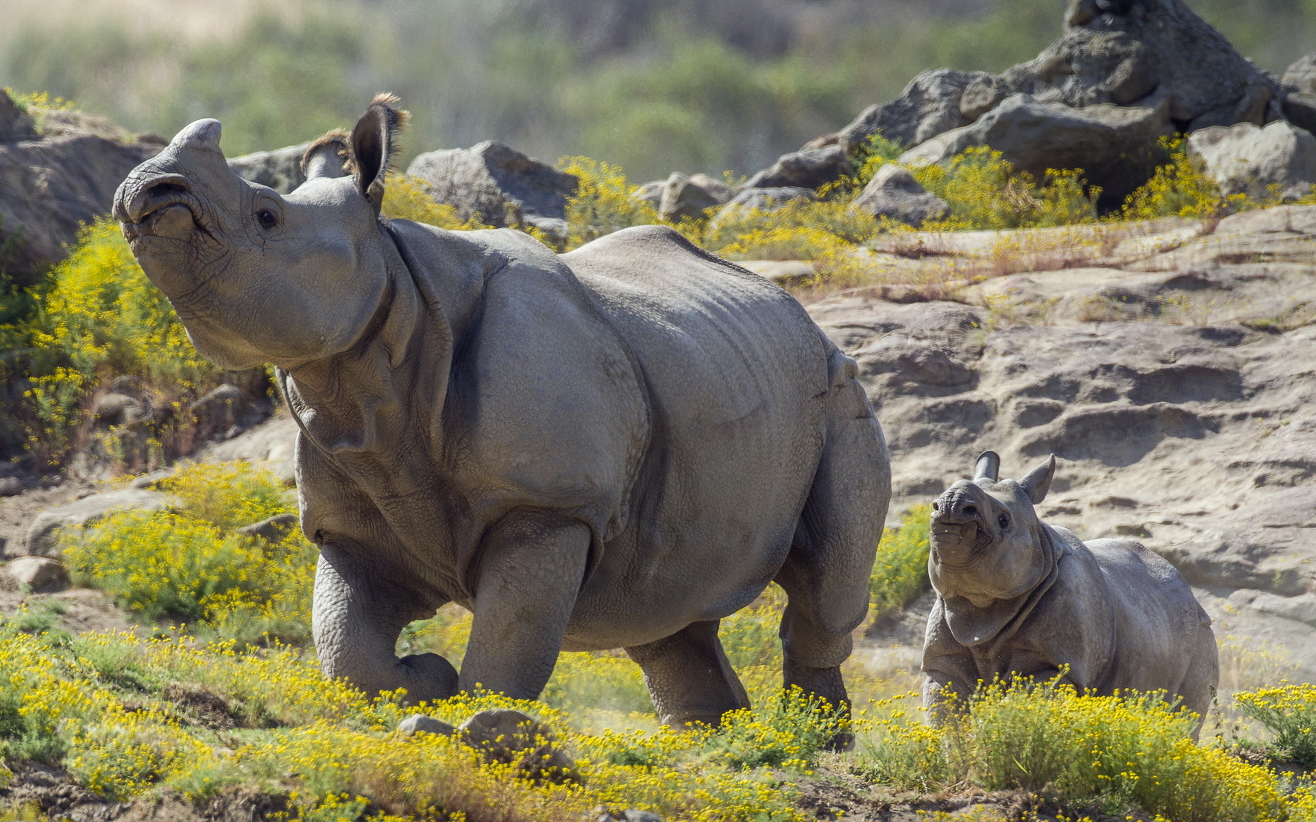 Fantastic rhinoceros, Stunning visuals, Nature's marvels, Wildlife photography, 1920x1200 HD Desktop