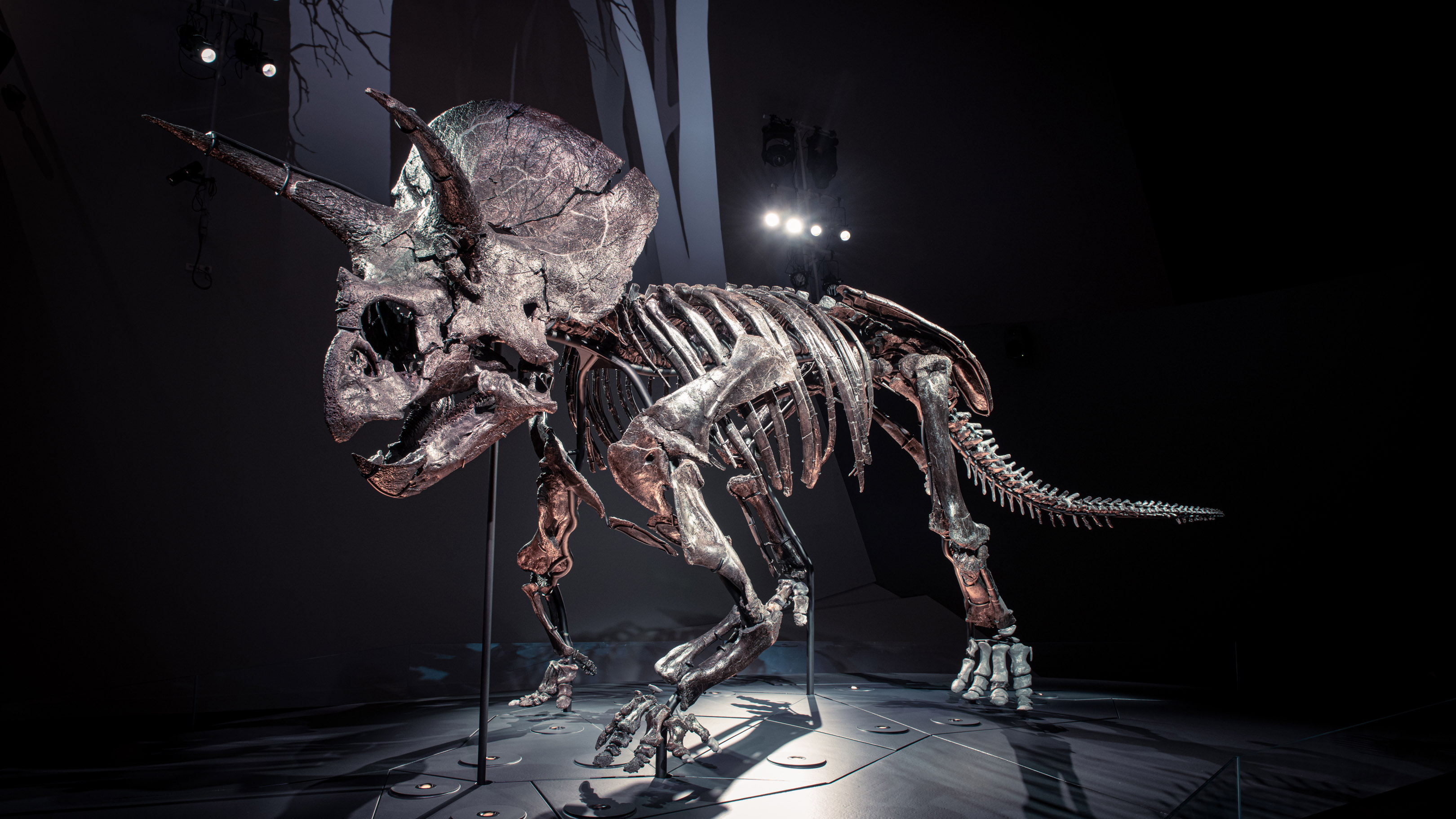 Triceratops, Horned dinosaur, Fossil discovery, Tech news, 3240x1830 HD Desktop