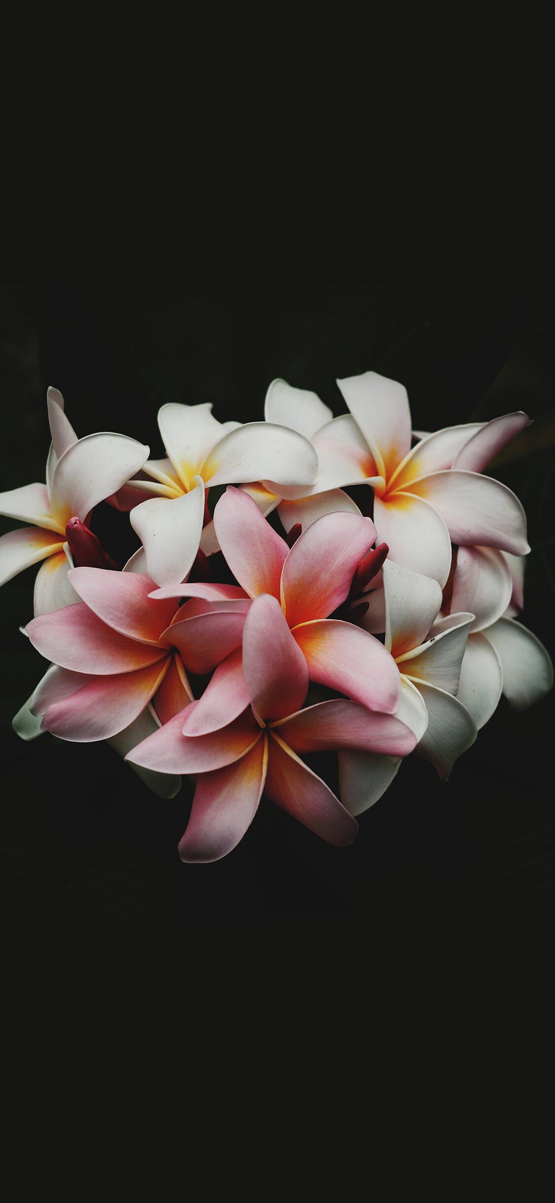 Frangipani Flower: Plumeria are divided into evergreen and deciduous species and there are up to 20 species in the genus. 1130x2440 HD Background.