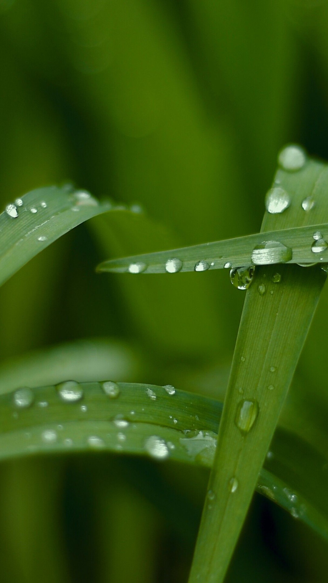 Go Green: Dew, Tiny liquid water droplets clinging to the blades of grass, Drops of moisture. 1080x1920 Full HD Background.