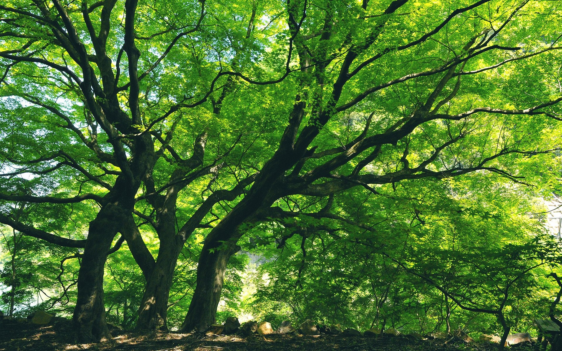 Tree HD wallpaper, Perfect background image, Nature's masterpiece, Stunning visuals, 1920x1200 HD Desktop