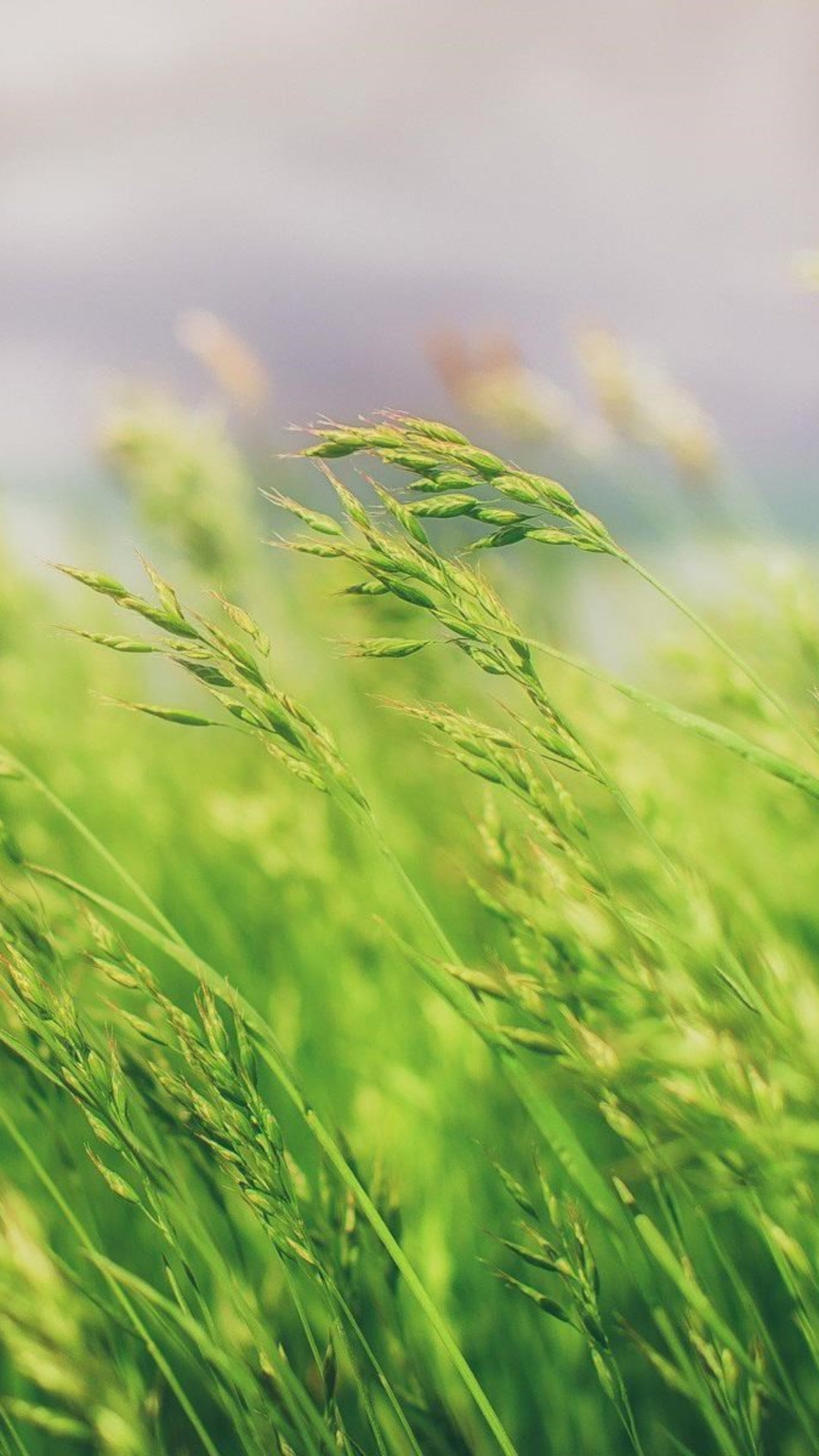 Grass field wallpaper, Natural landscapes, Serene backdrop, Vibrant greens, 2160x3840 4K Handy
