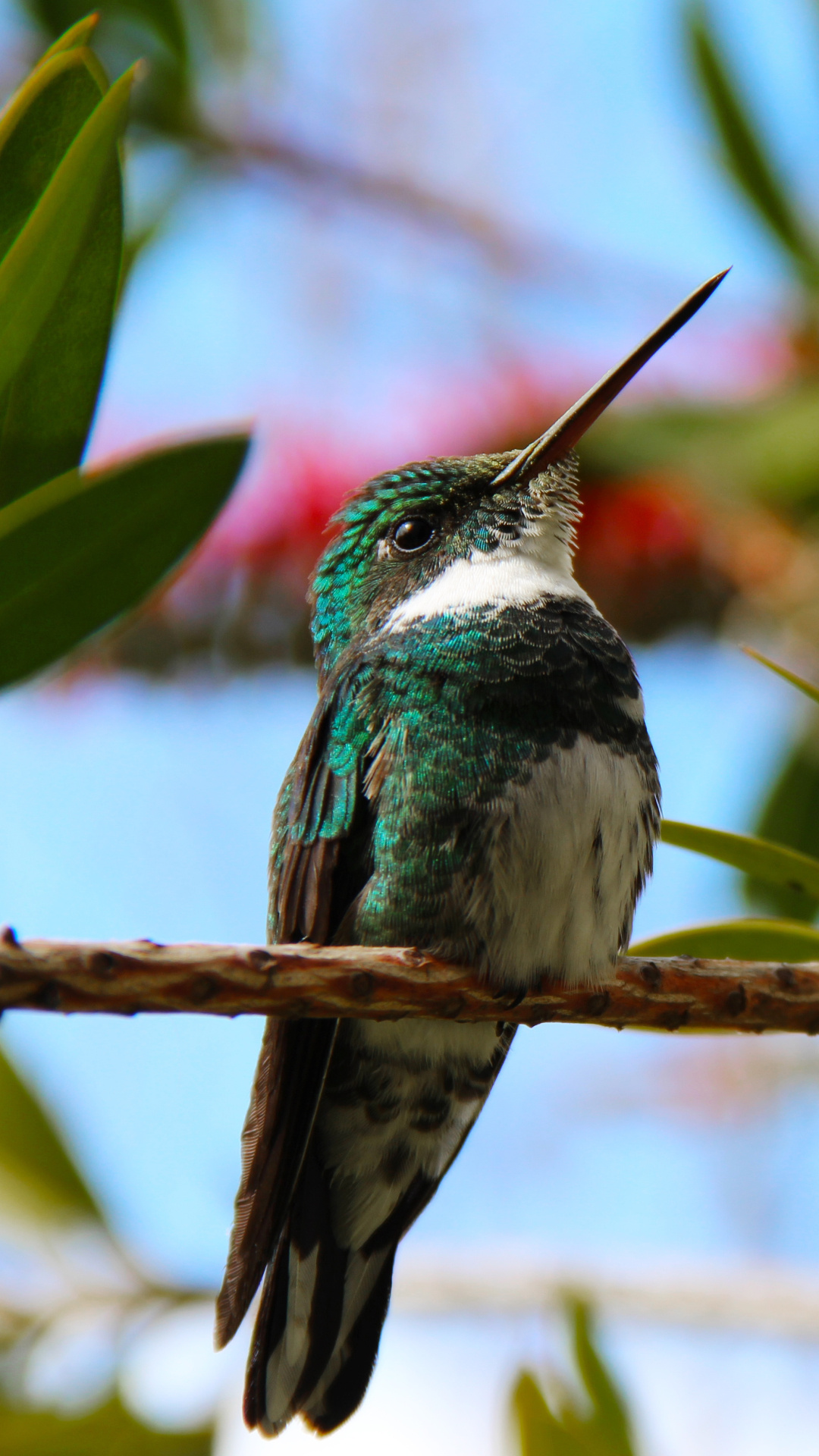 Animal hummingbird, Striking creature, Nature's gem, Graceful presence, 1080x1920 Full HD Phone