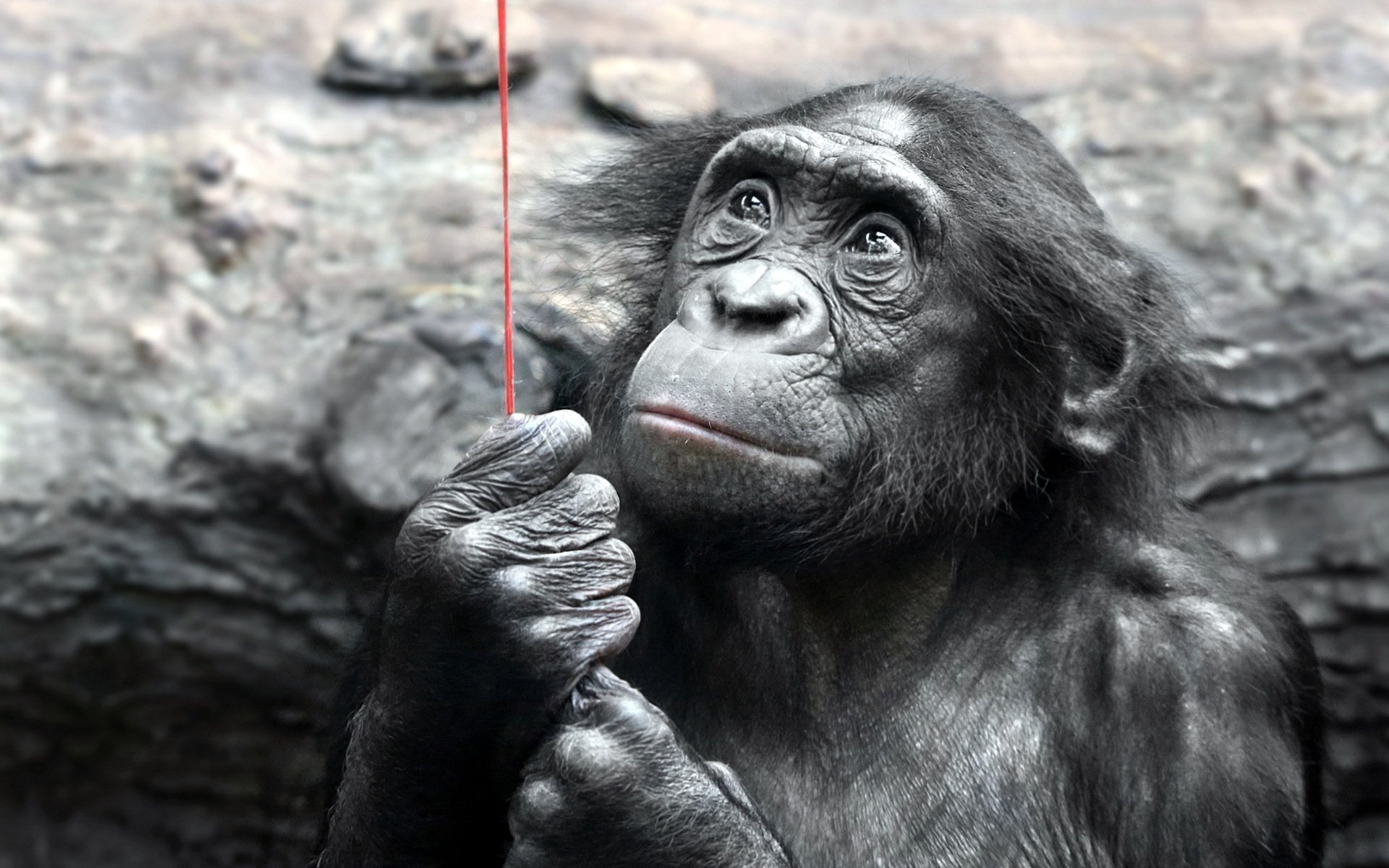 Bonobo, Primate-themed desktop wallpapers, HD background images, Nature's wallpaper gift, 1920x1200 HD Desktop