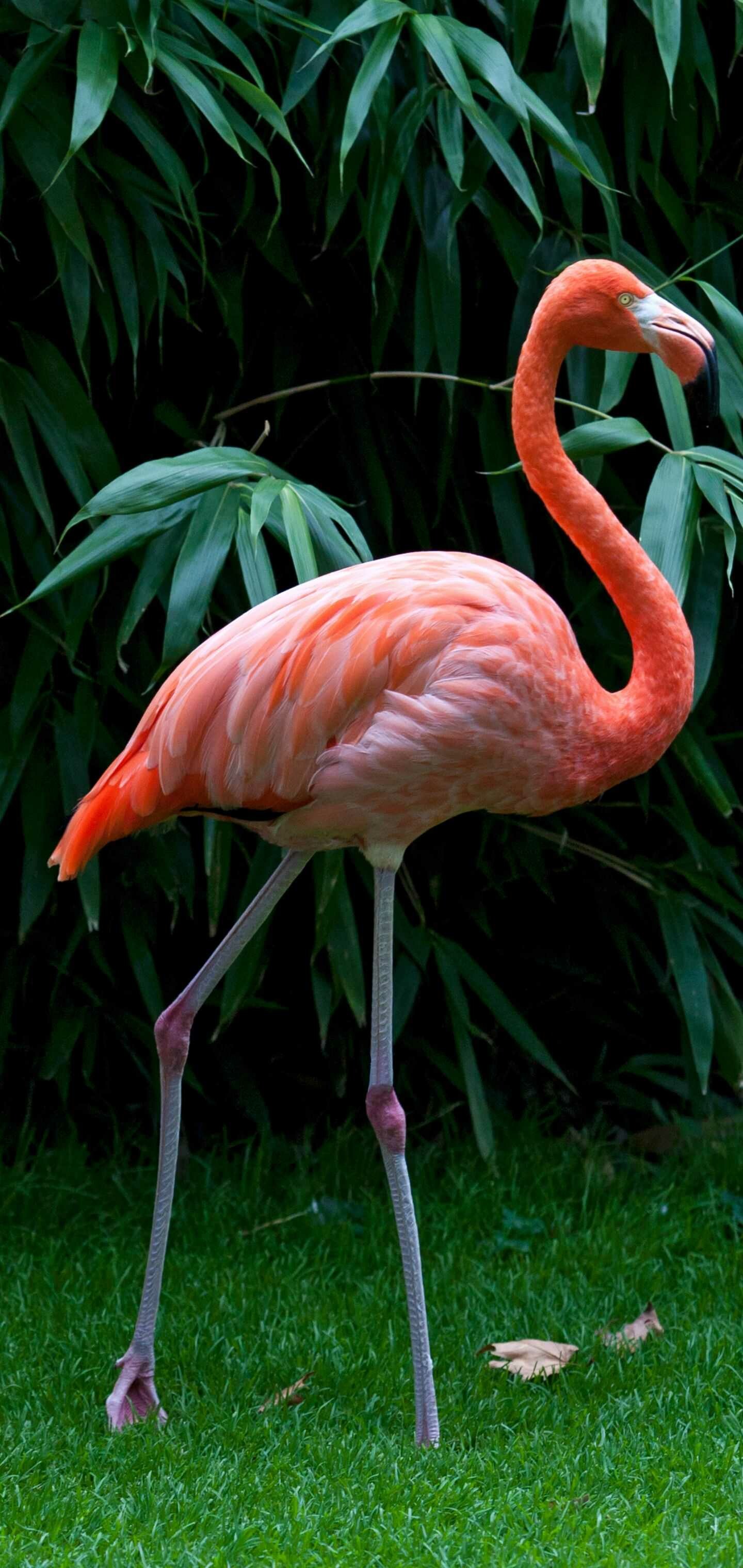 Flamingo: One of the most interesting types of animals in the world. 1440x3040 HD Wallpaper.