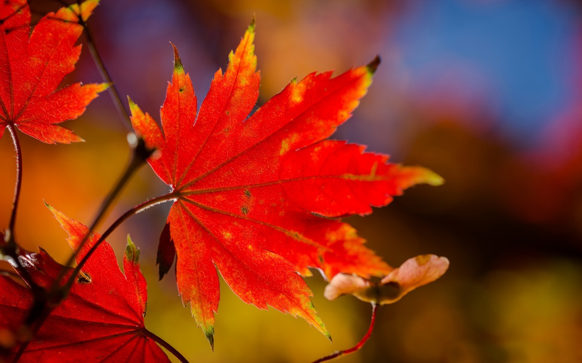 Sunlit red leaf, Autumnal beauty, Natural wonder, Macro photography, 1920x1200 HD Desktop