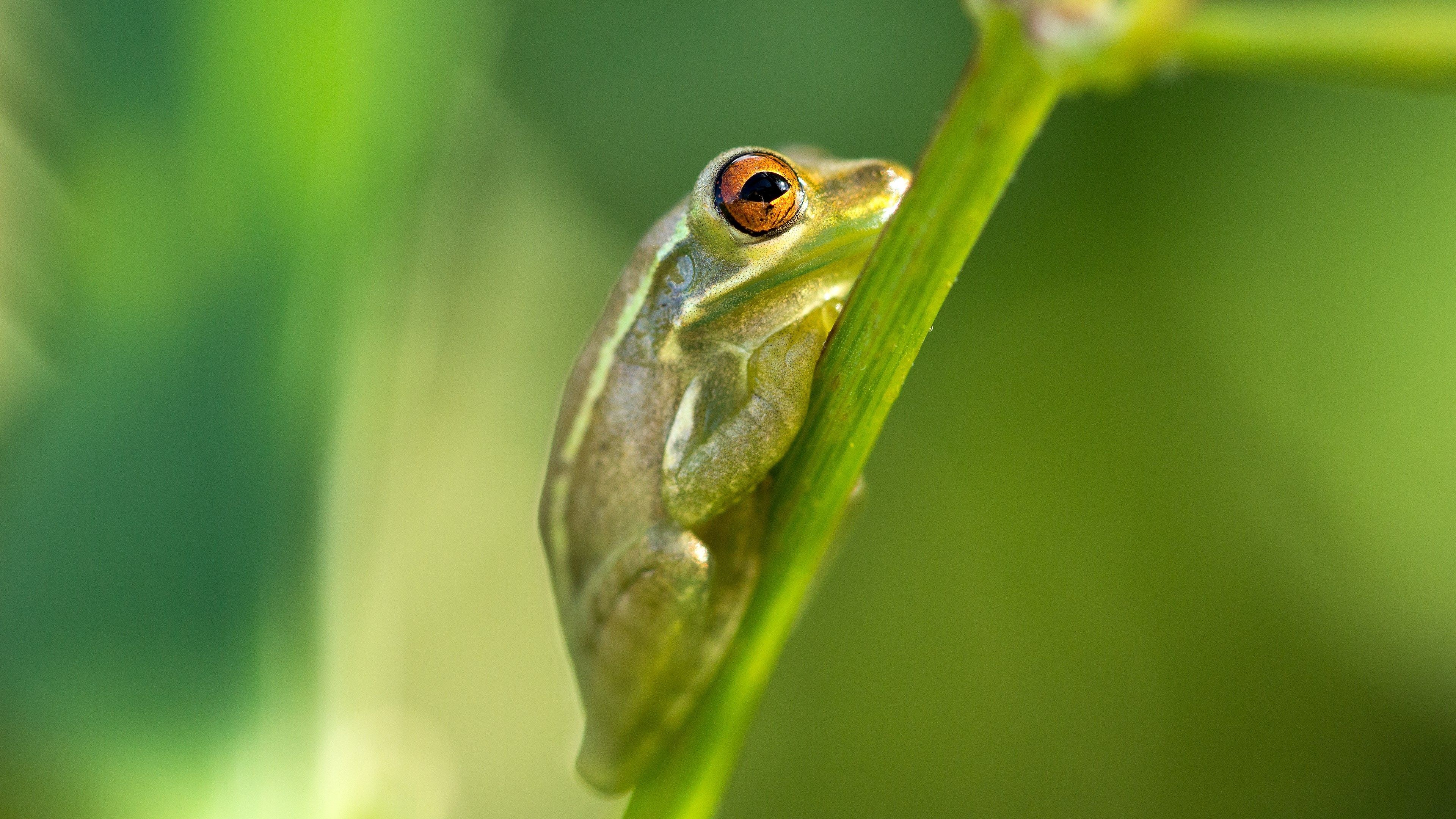 Nature's wonder, Colorful amphibian, Serene frog, Tree-dwelling creature, 3840x2160 4K Desktop
