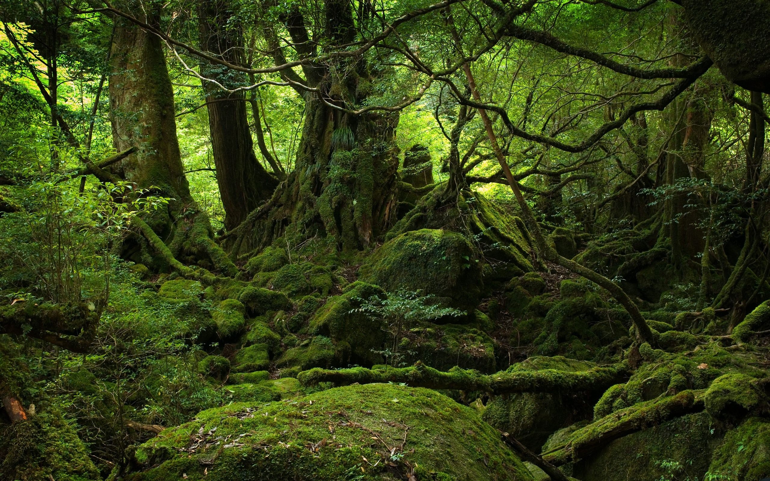 Green Forest: A type of woodlands characterized by its lush, verdant foliage. 2560x1600 HD Wallpaper.