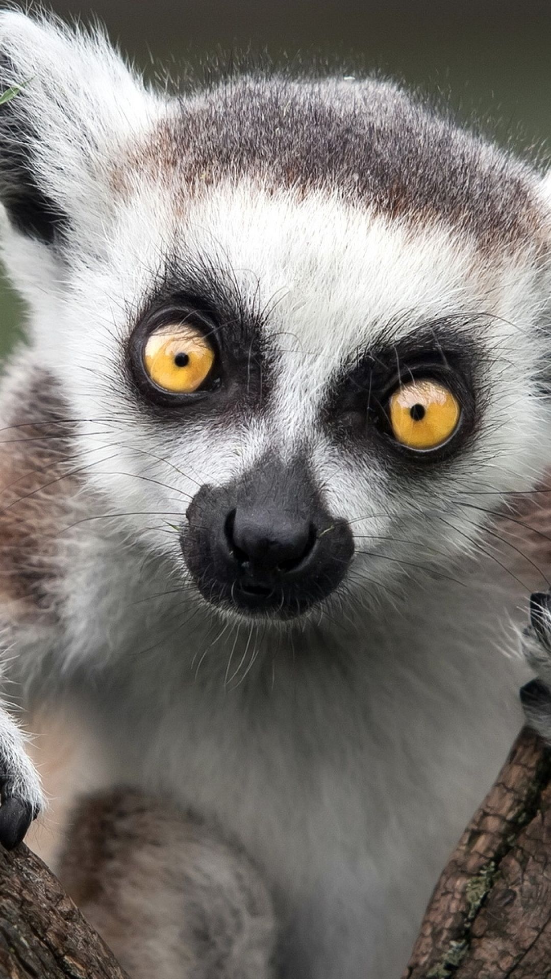 Ring Tailed Lemur, Animals, Lemur iPhone wallpapers, Top backgrounds, 1080x1920 Full HD Handy
