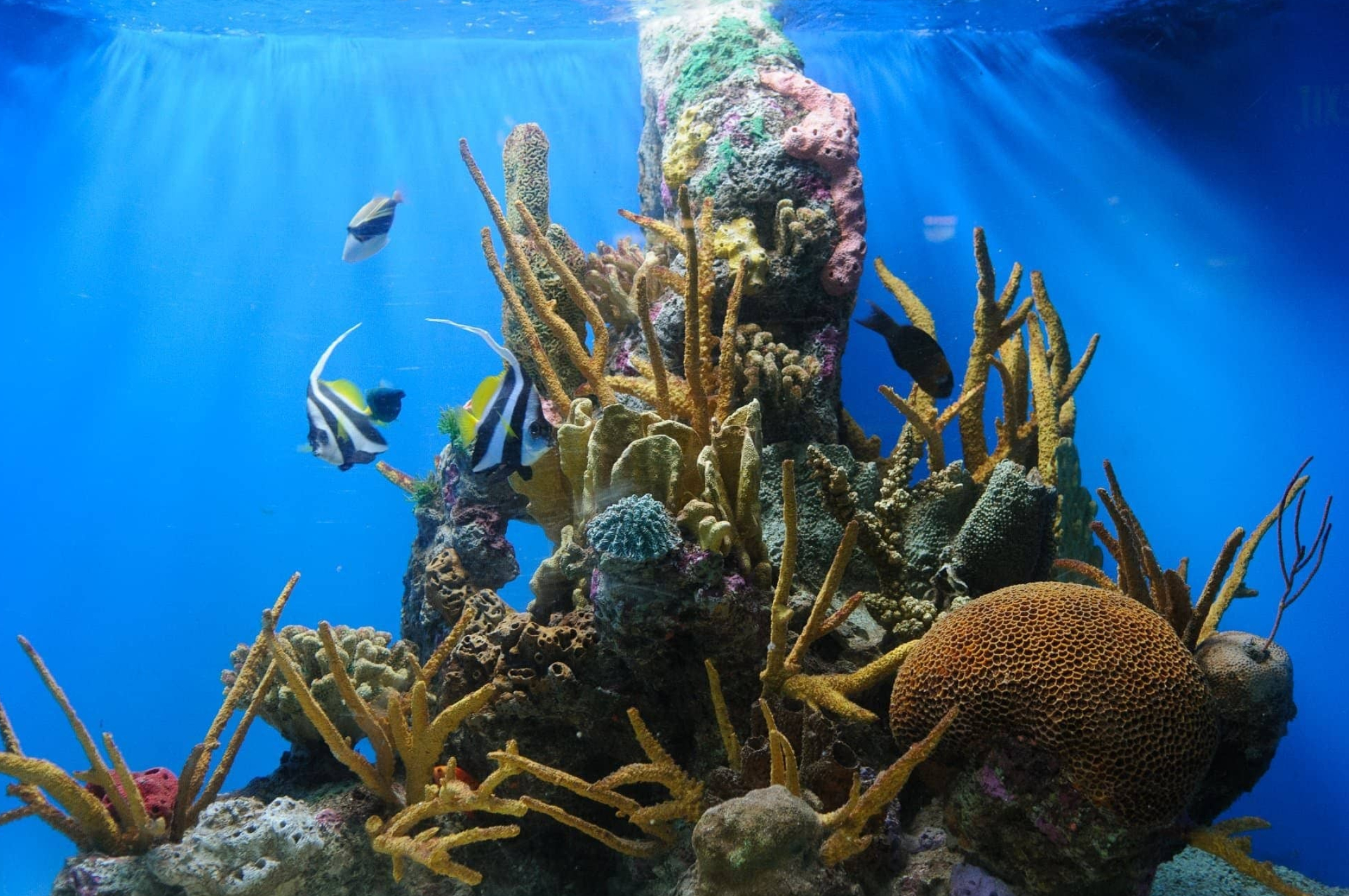 Aquarium, National Aquarium, Downtown Washington DC, Tourist destination, Captivating aquatic experience, 2140x1420 HD Desktop