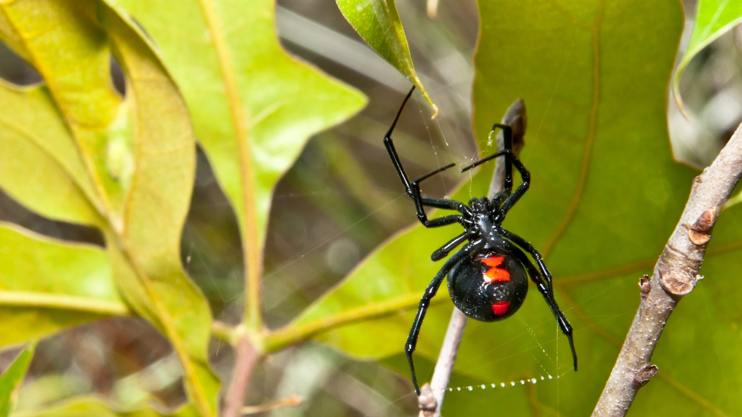 Black widow marvels, Unique spider species, Stunning wallpaper adventure, Nature's beauty, 3080x1730 HD Desktop