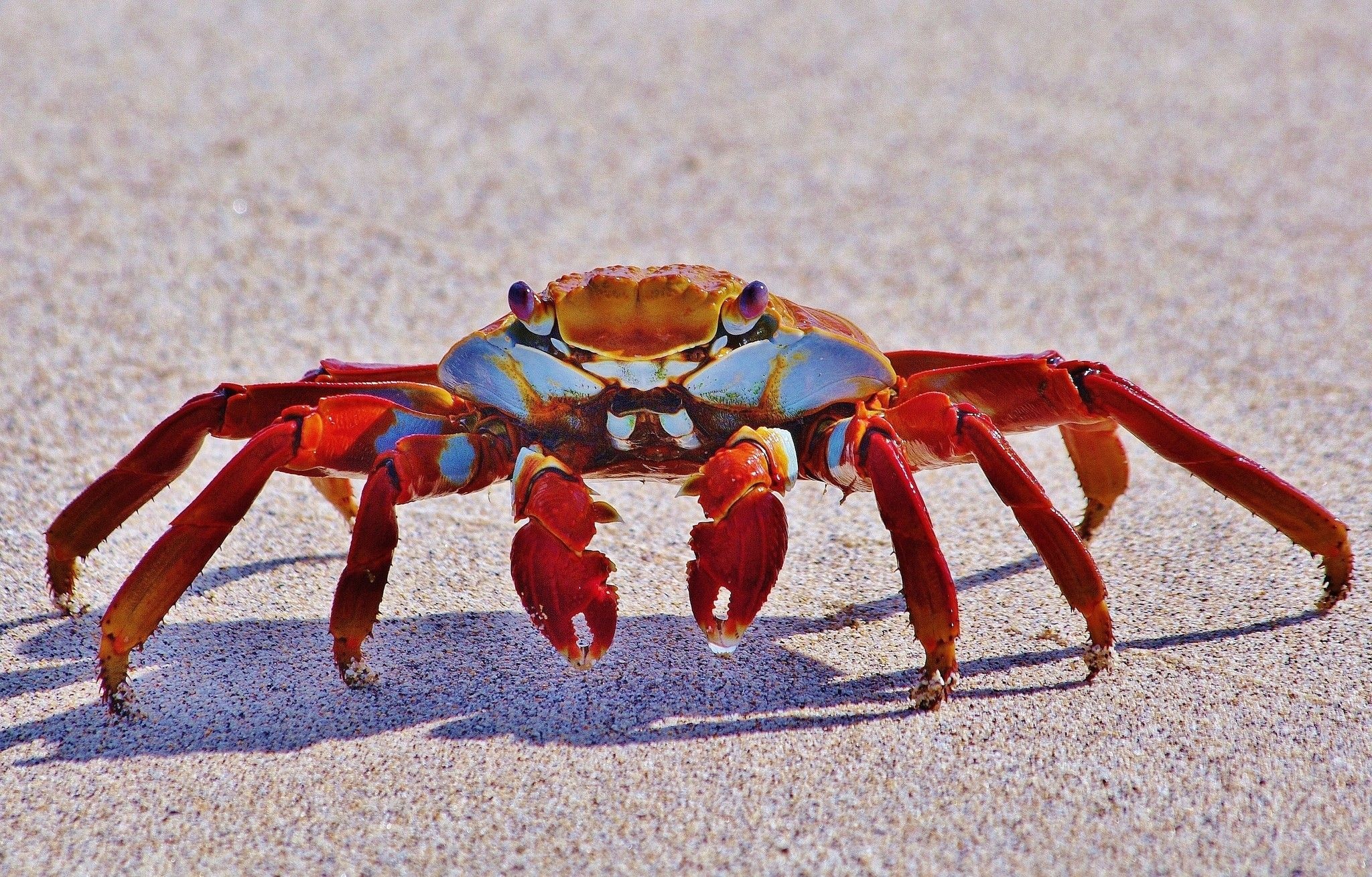 Crab: Decapods from the crustacean family. 2050x1310 HD Background.